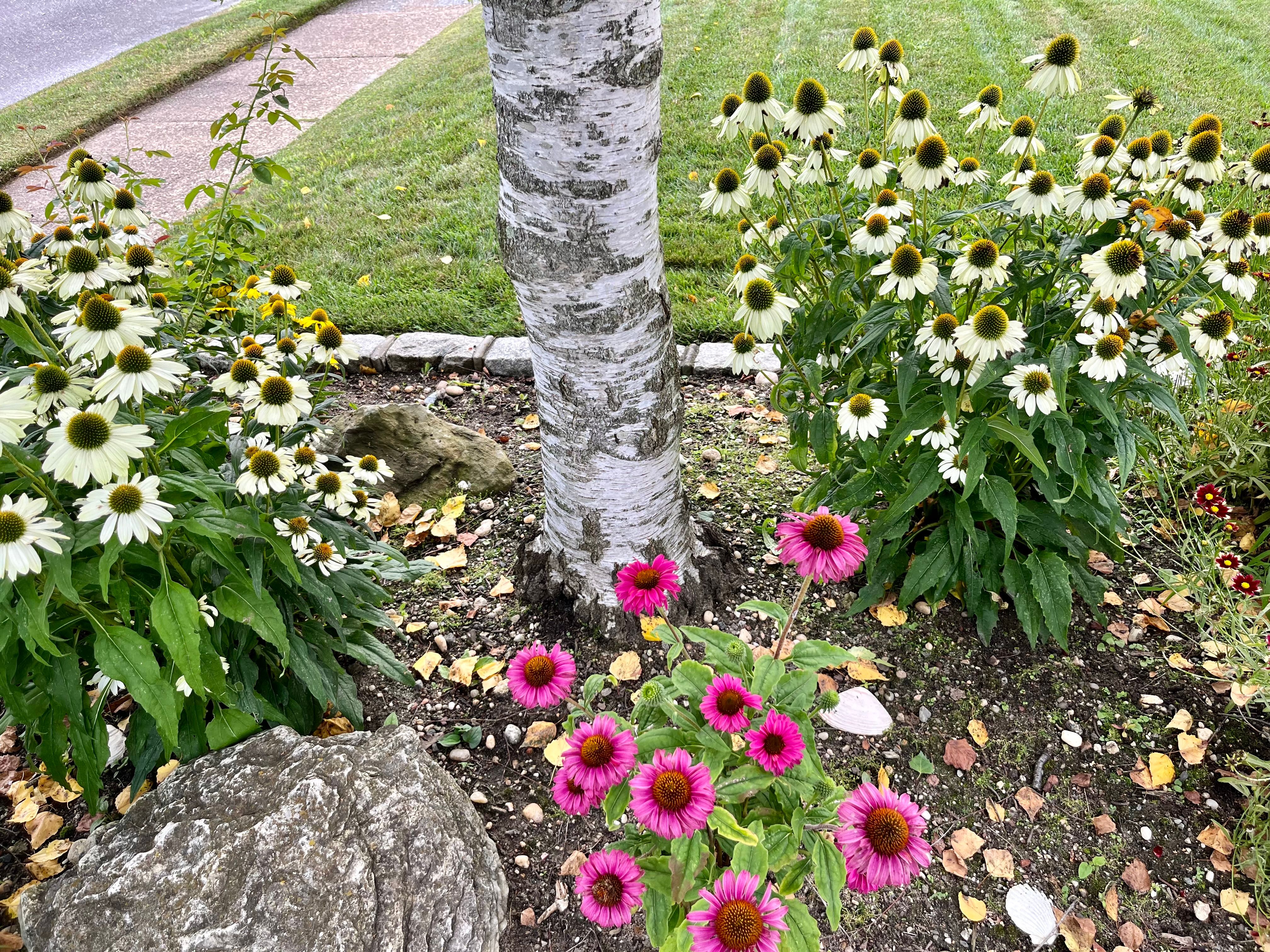 Flower Bed Flower Bed