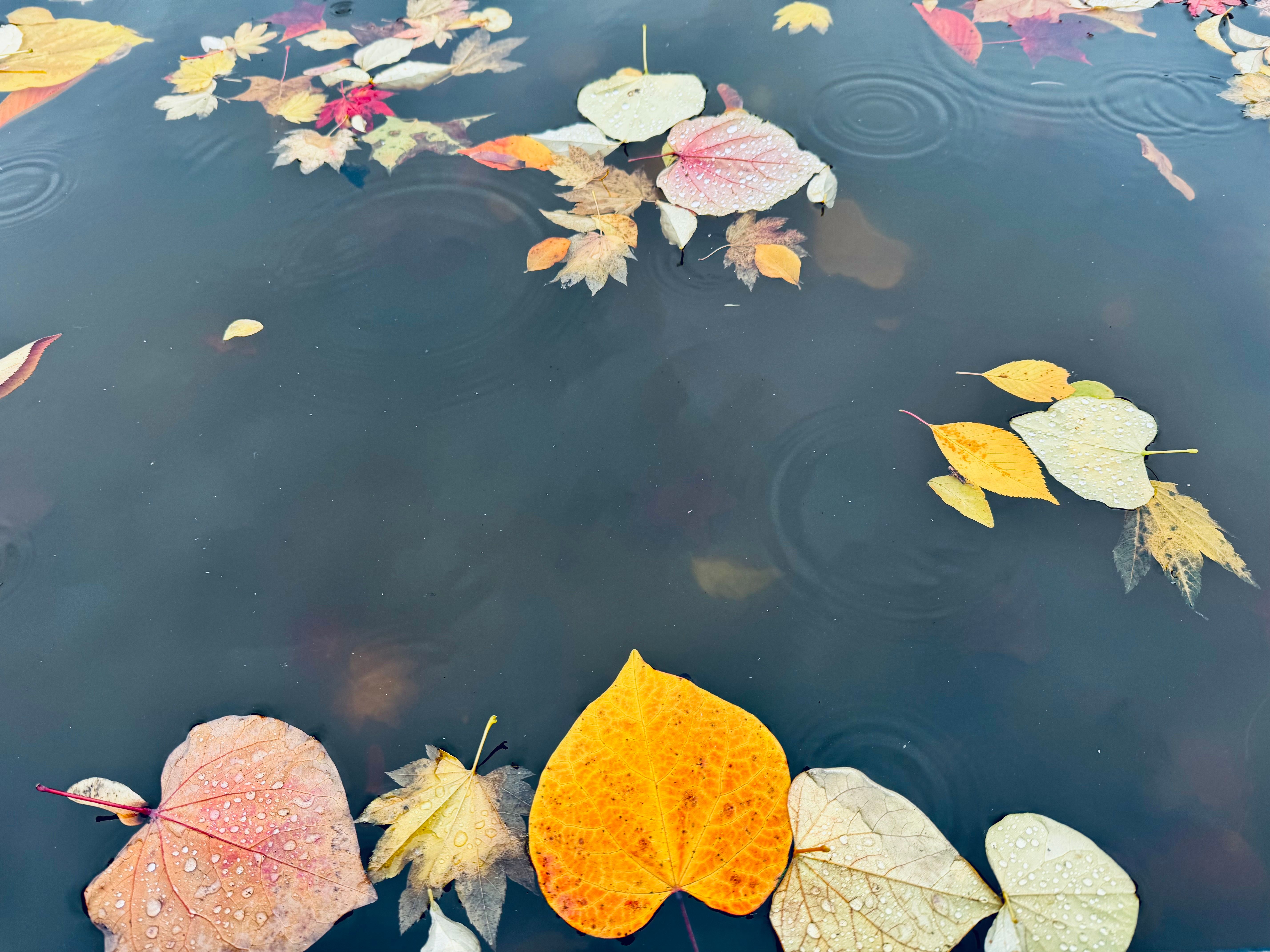 autumn pool leaves