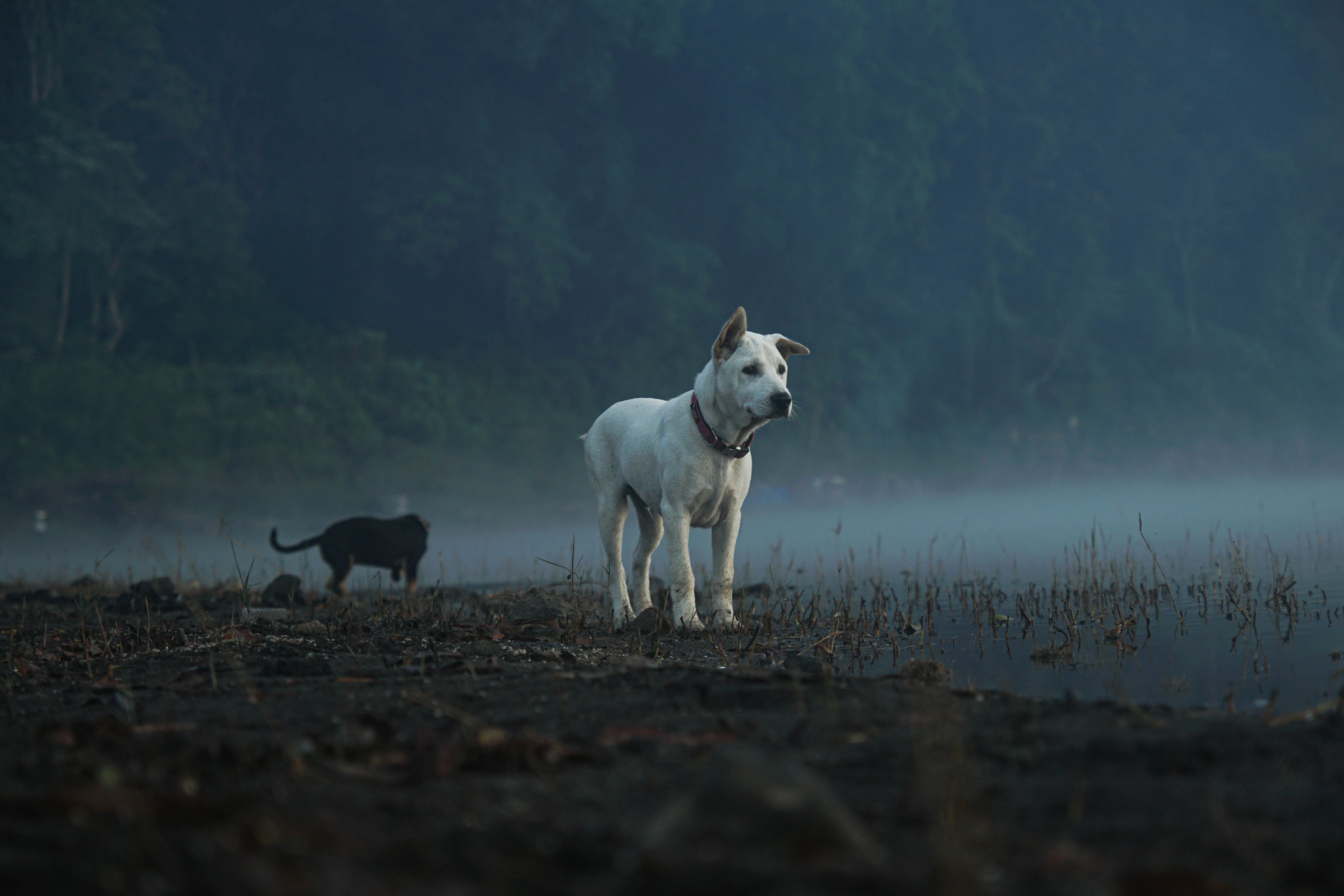 dog familiar environment