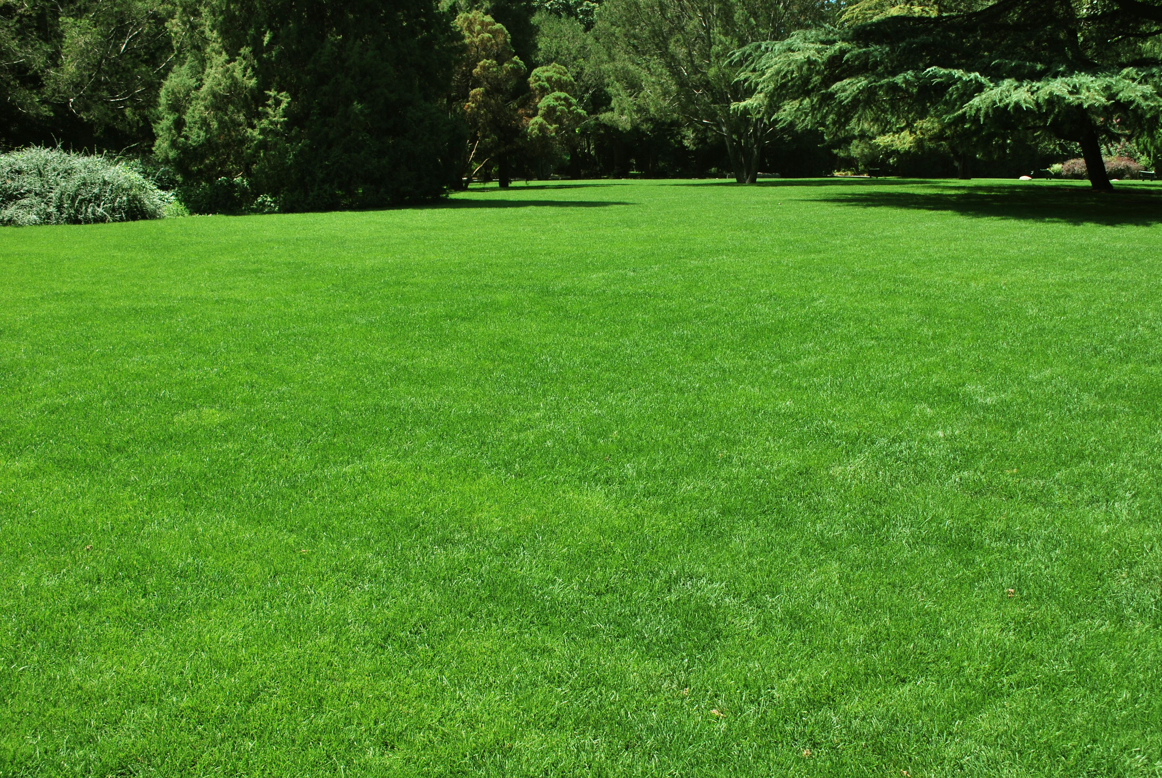  traditional lawn grass