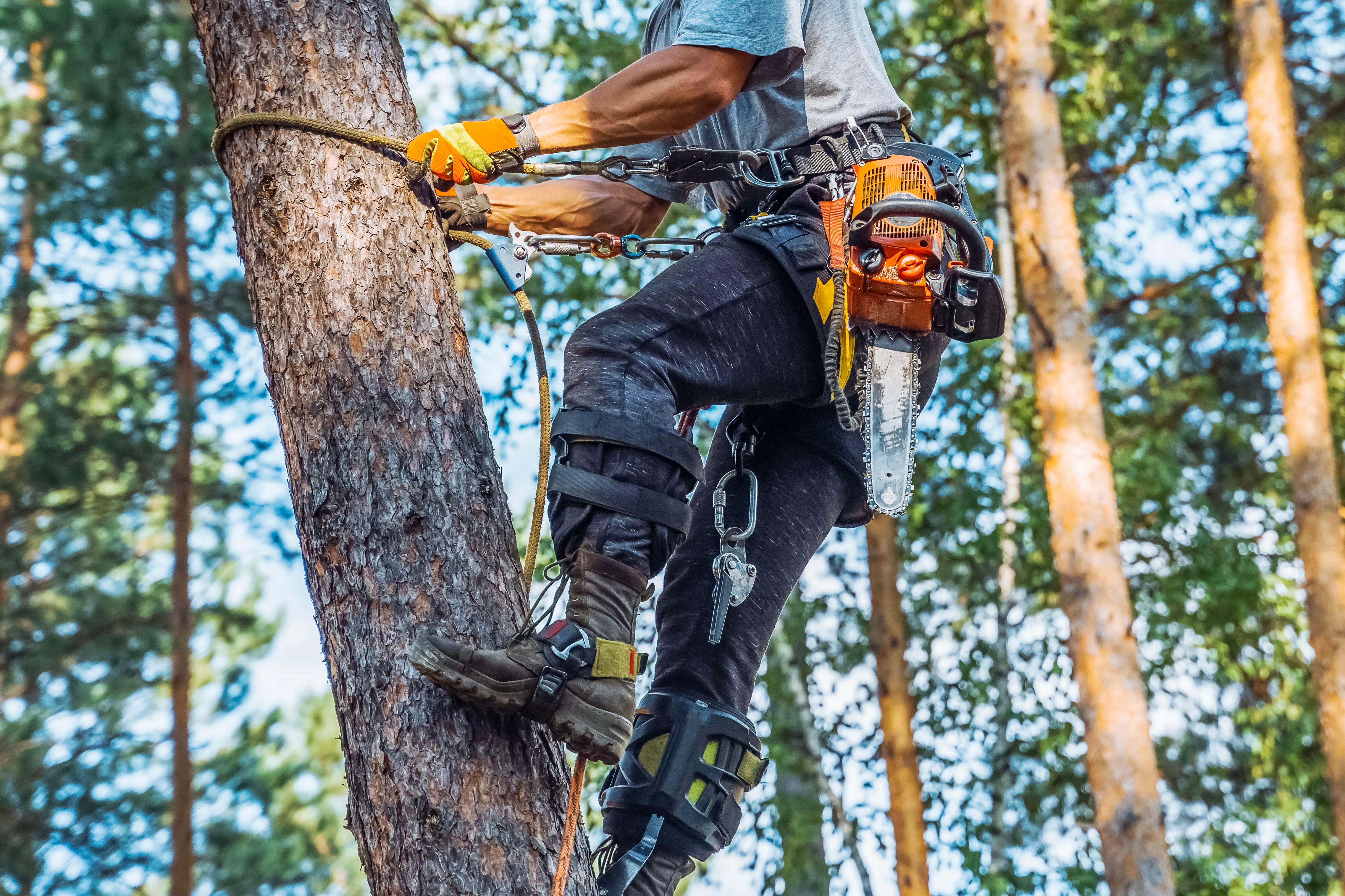 professional arborist