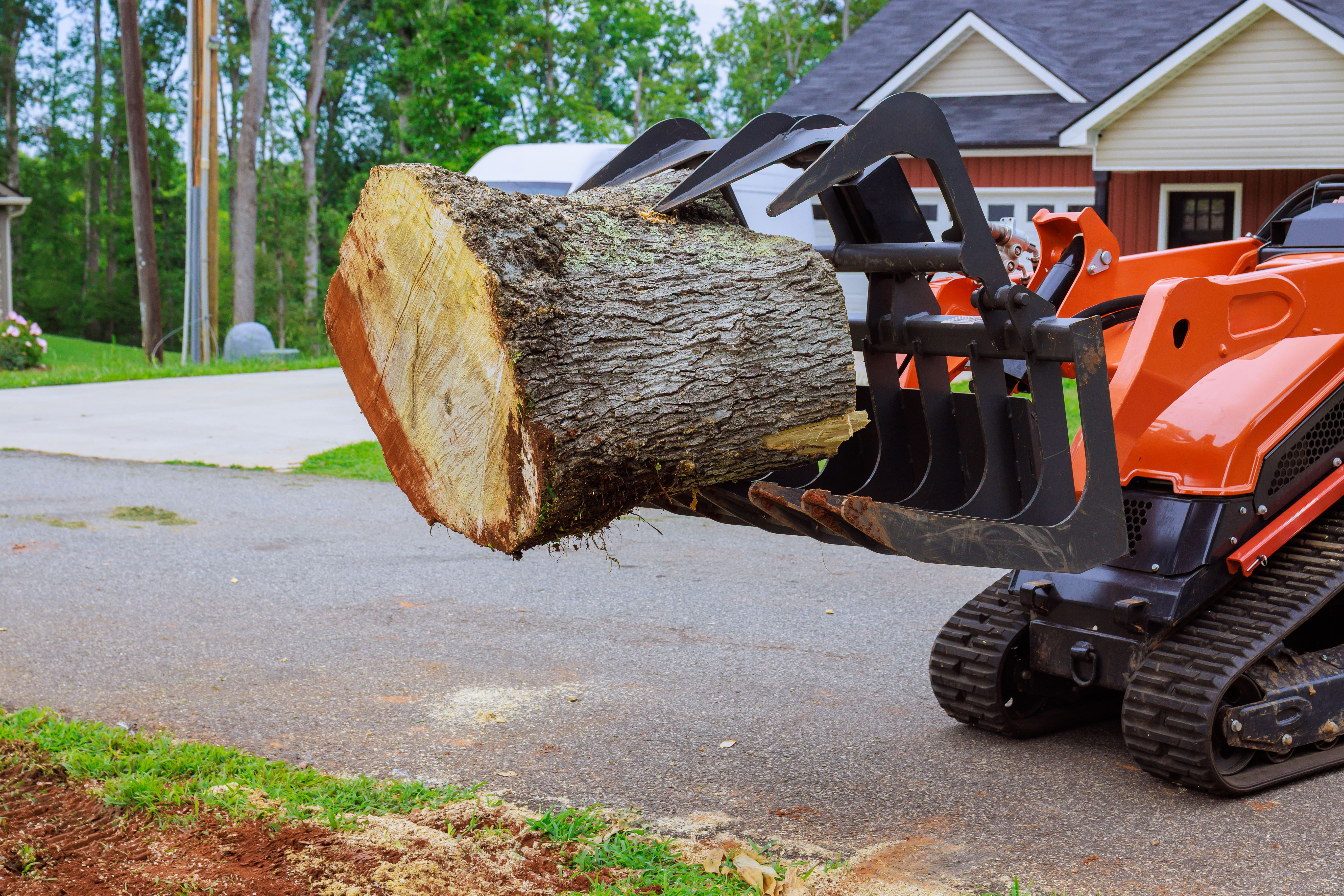 tree removal experts