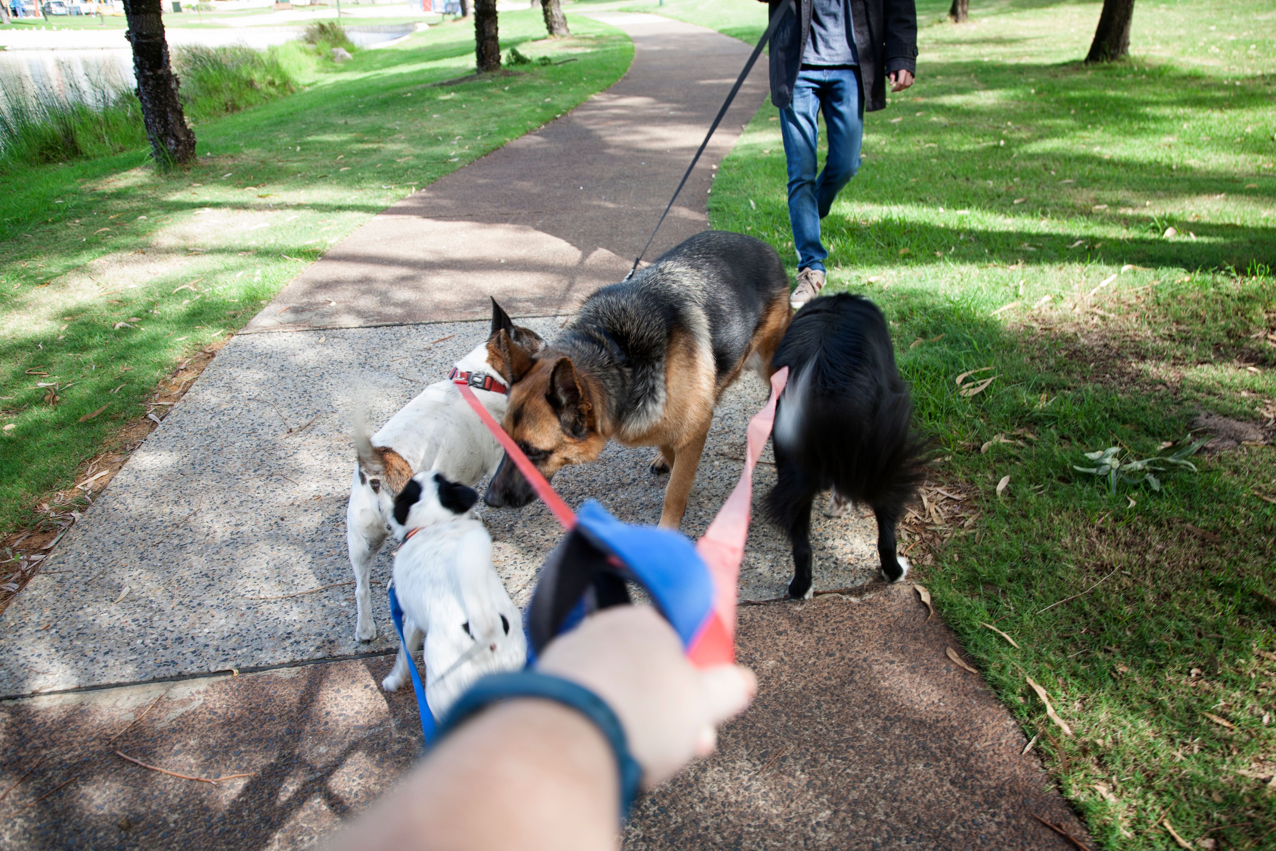 dog walker meeting