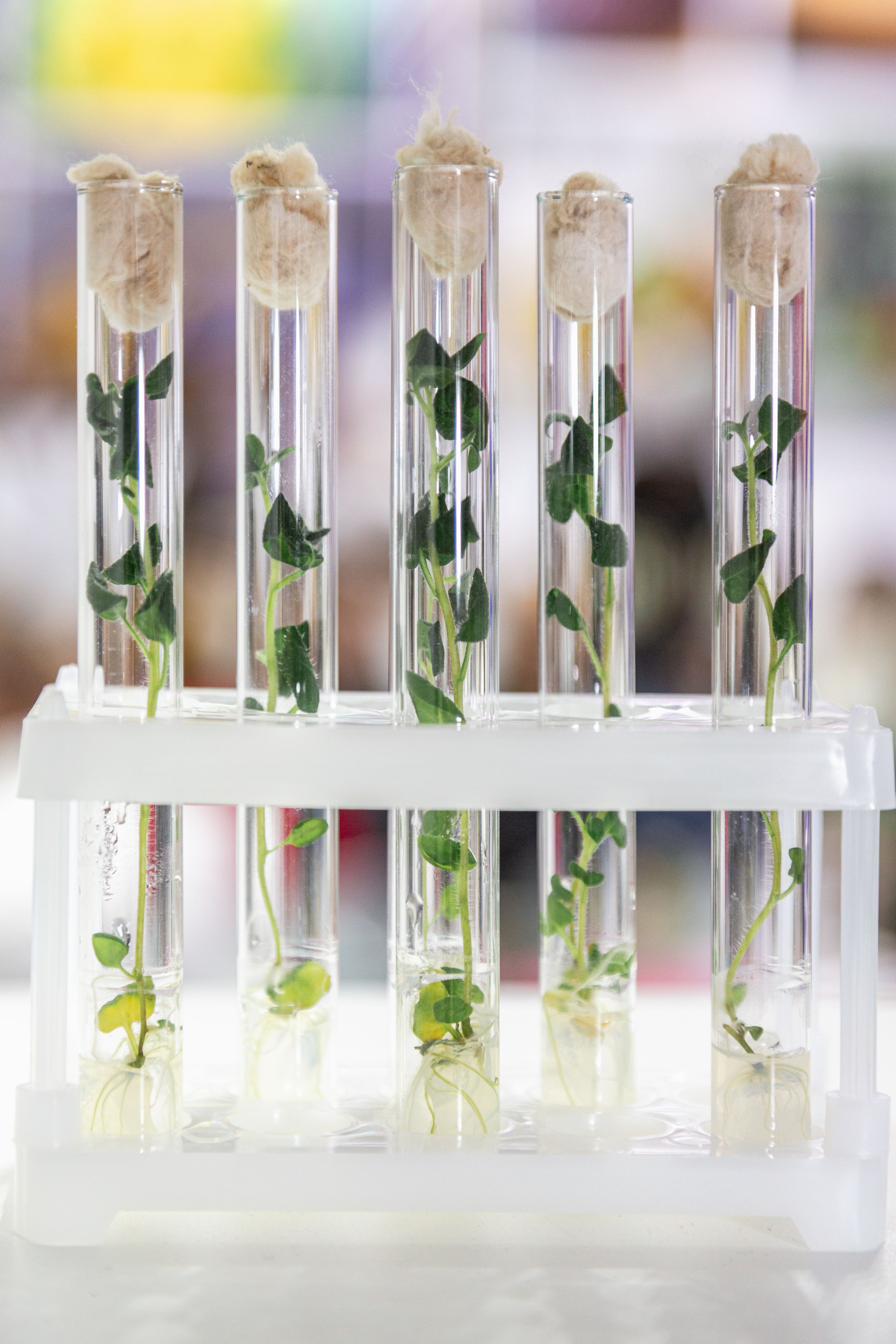 genetic engineering crops