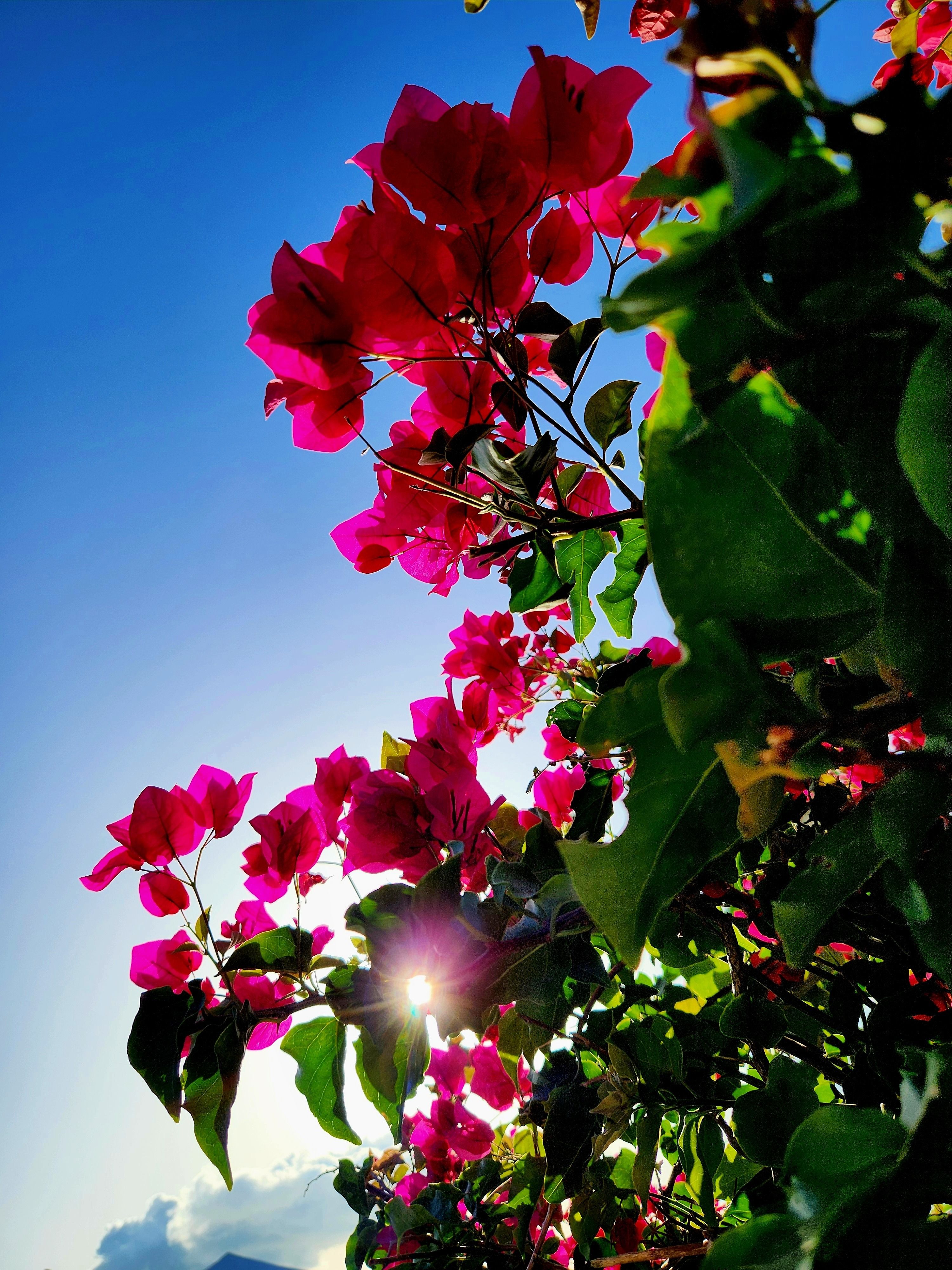 Bougainvillea Silhouette Bougainvillea Silhouette