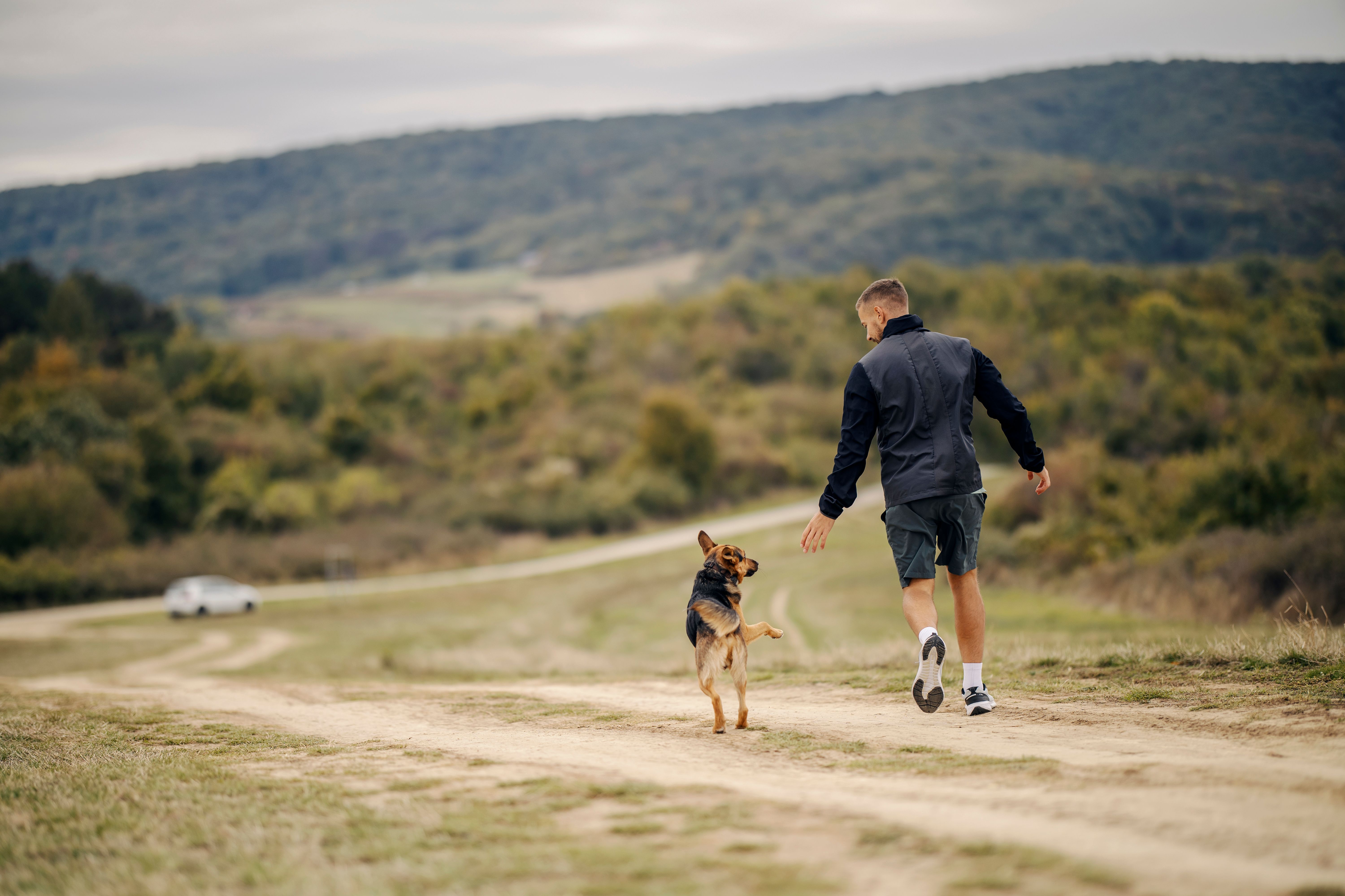 dog walking countryside