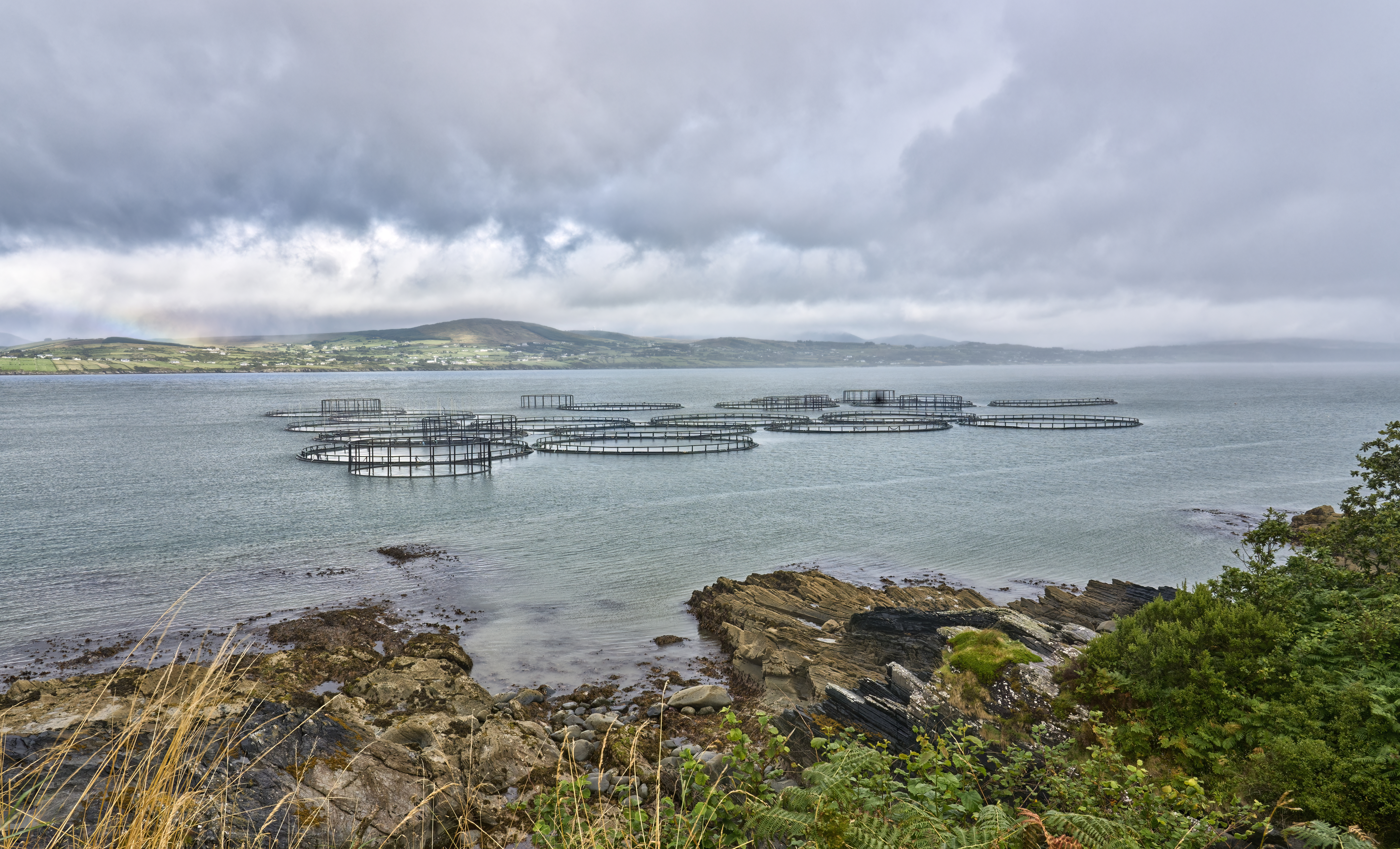 fish farm at the Atlantic coast of Ireland