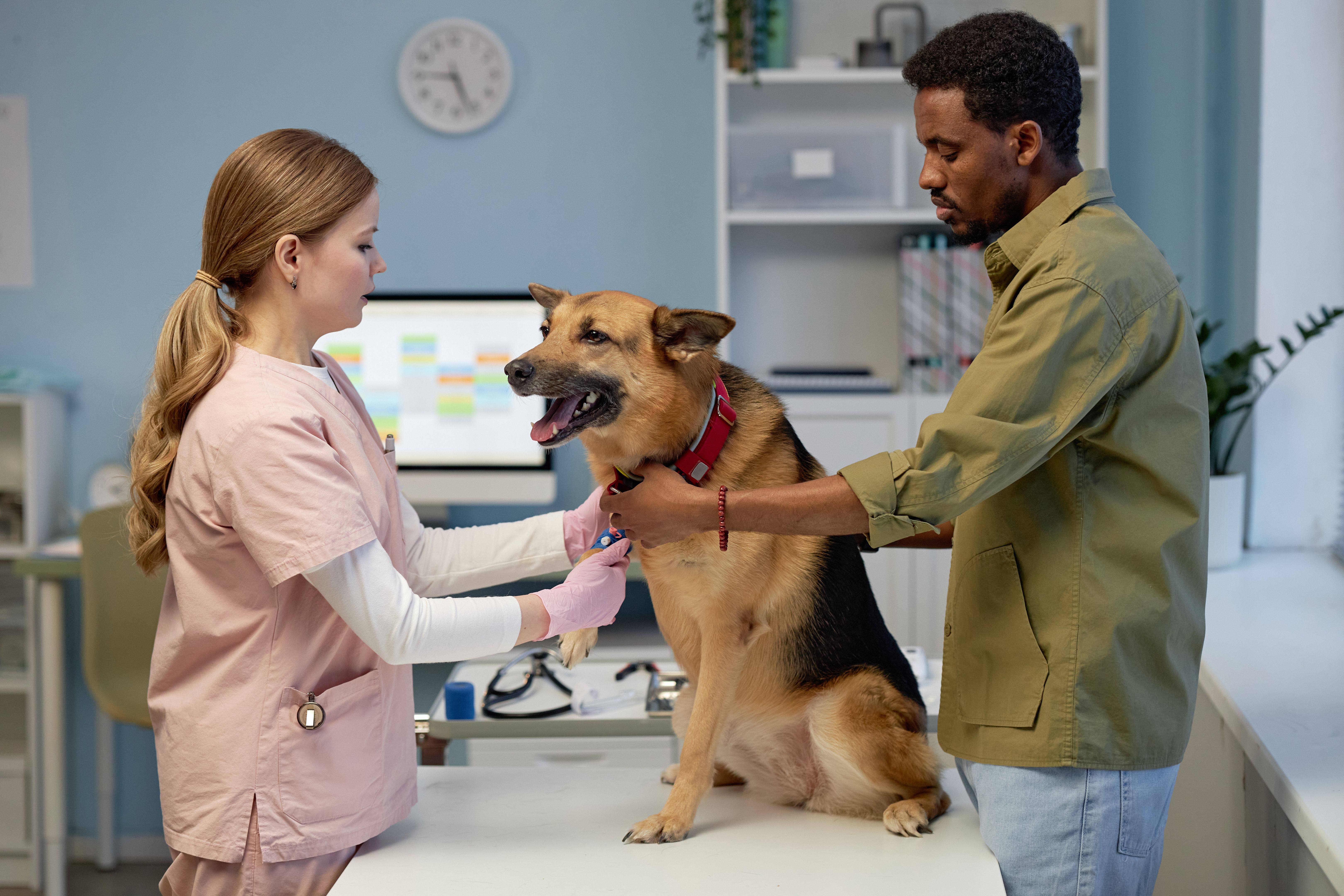 vet emergency