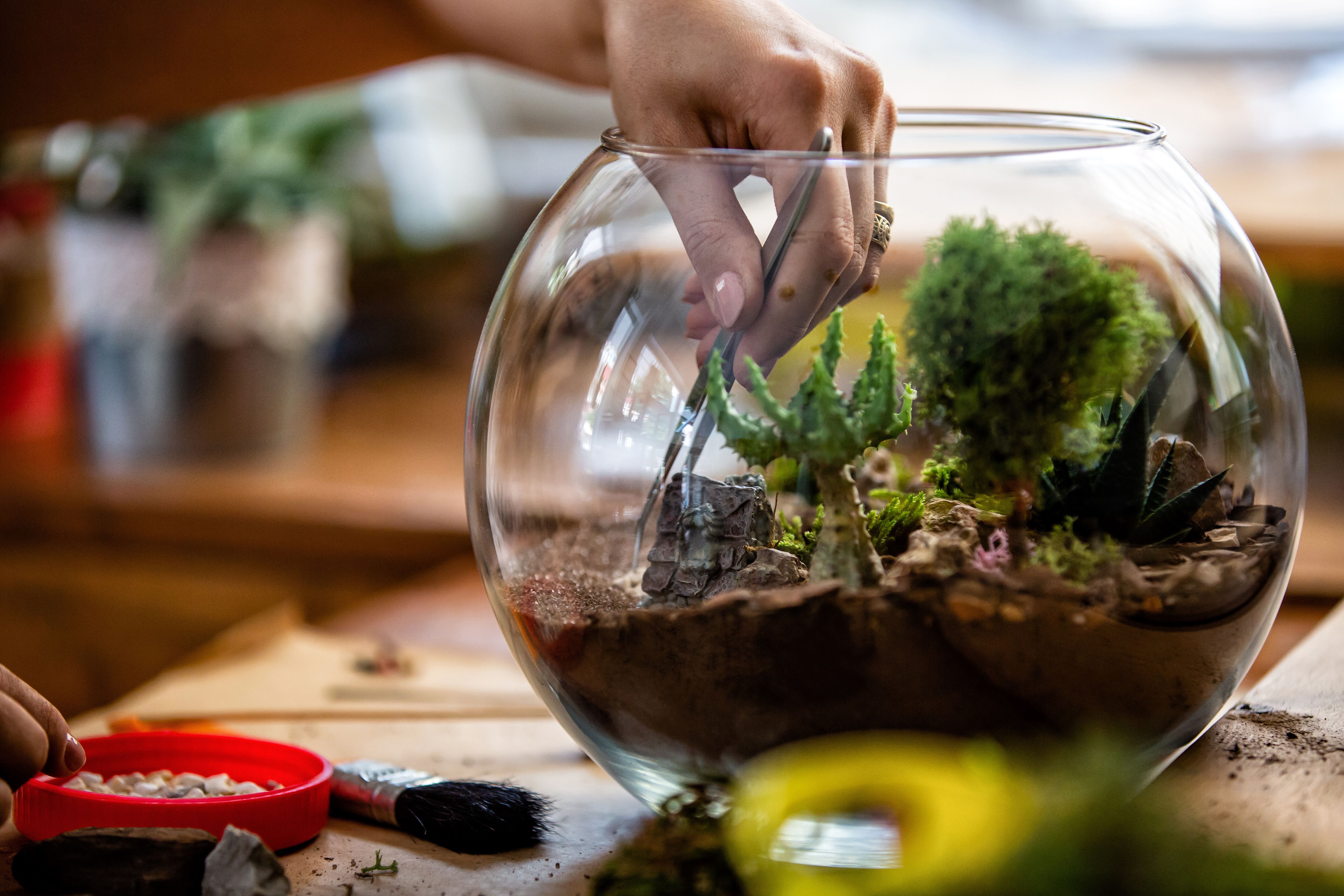 Woman hand terrarium succulent