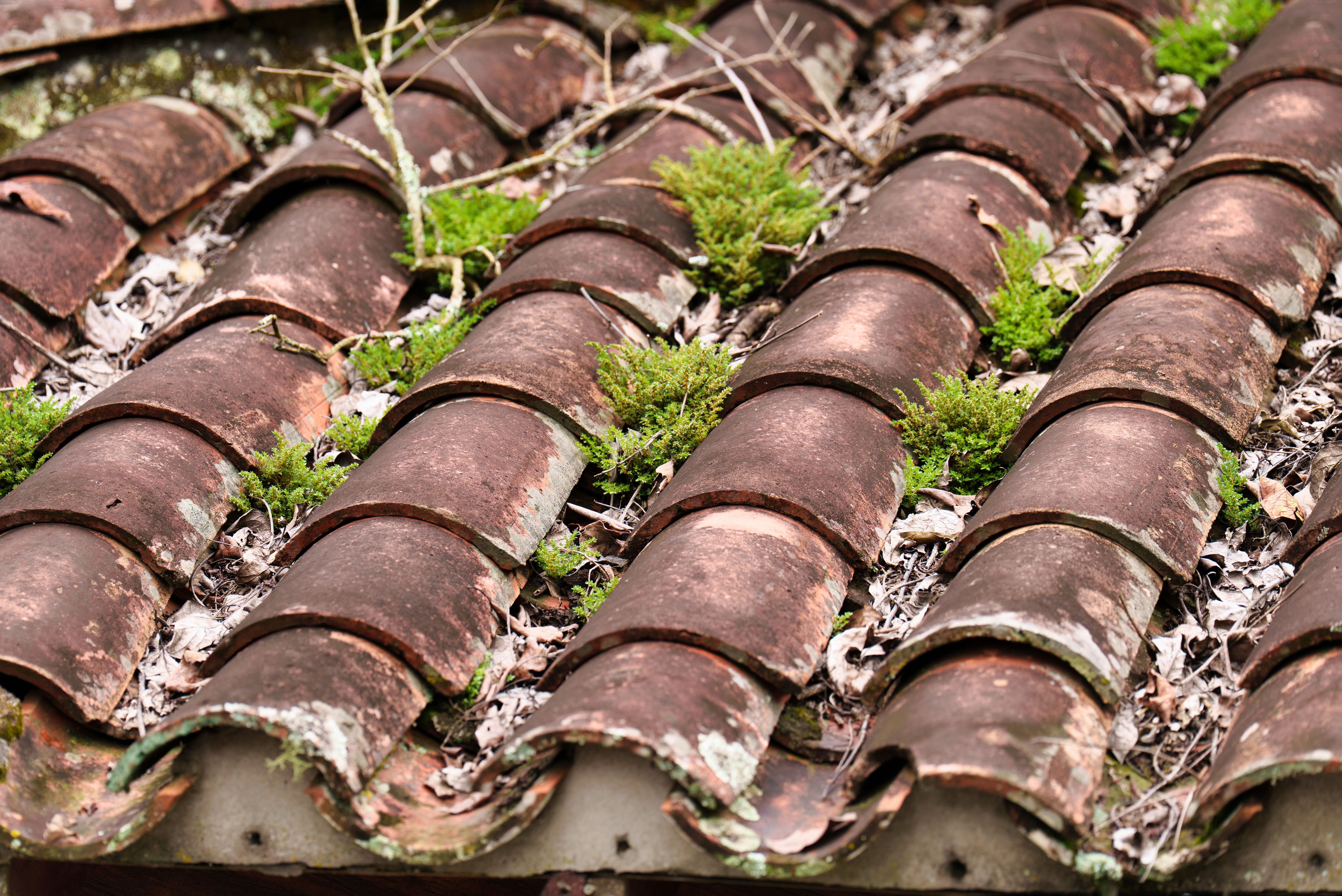 moss on roof