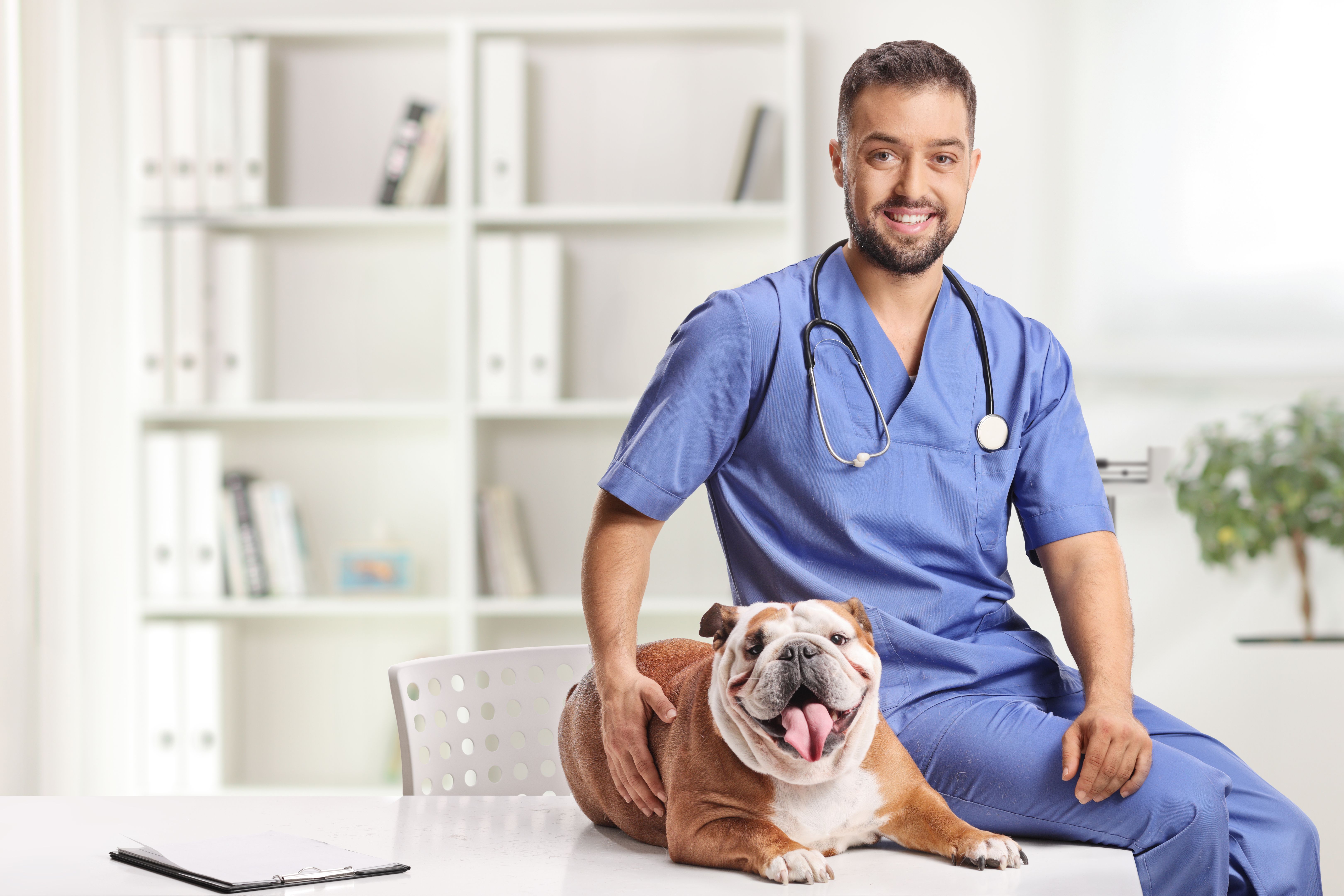 vet care for pets