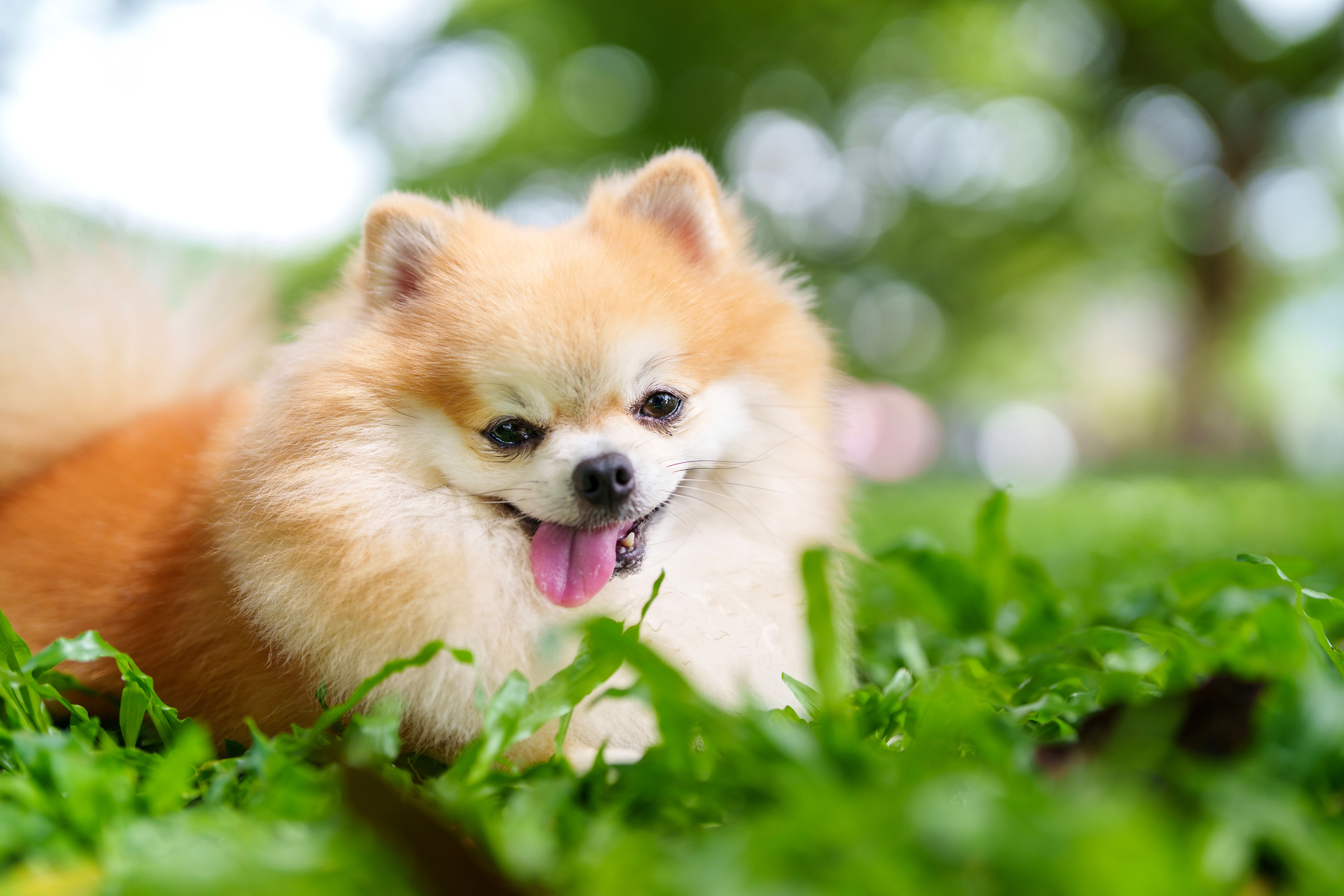 A cute Pomeranian dog relaxes on the grass on a sunny day outdoors, basking in the warmth of the sunlight with its fluffy fur spread out, enjoying the peaceful moment.