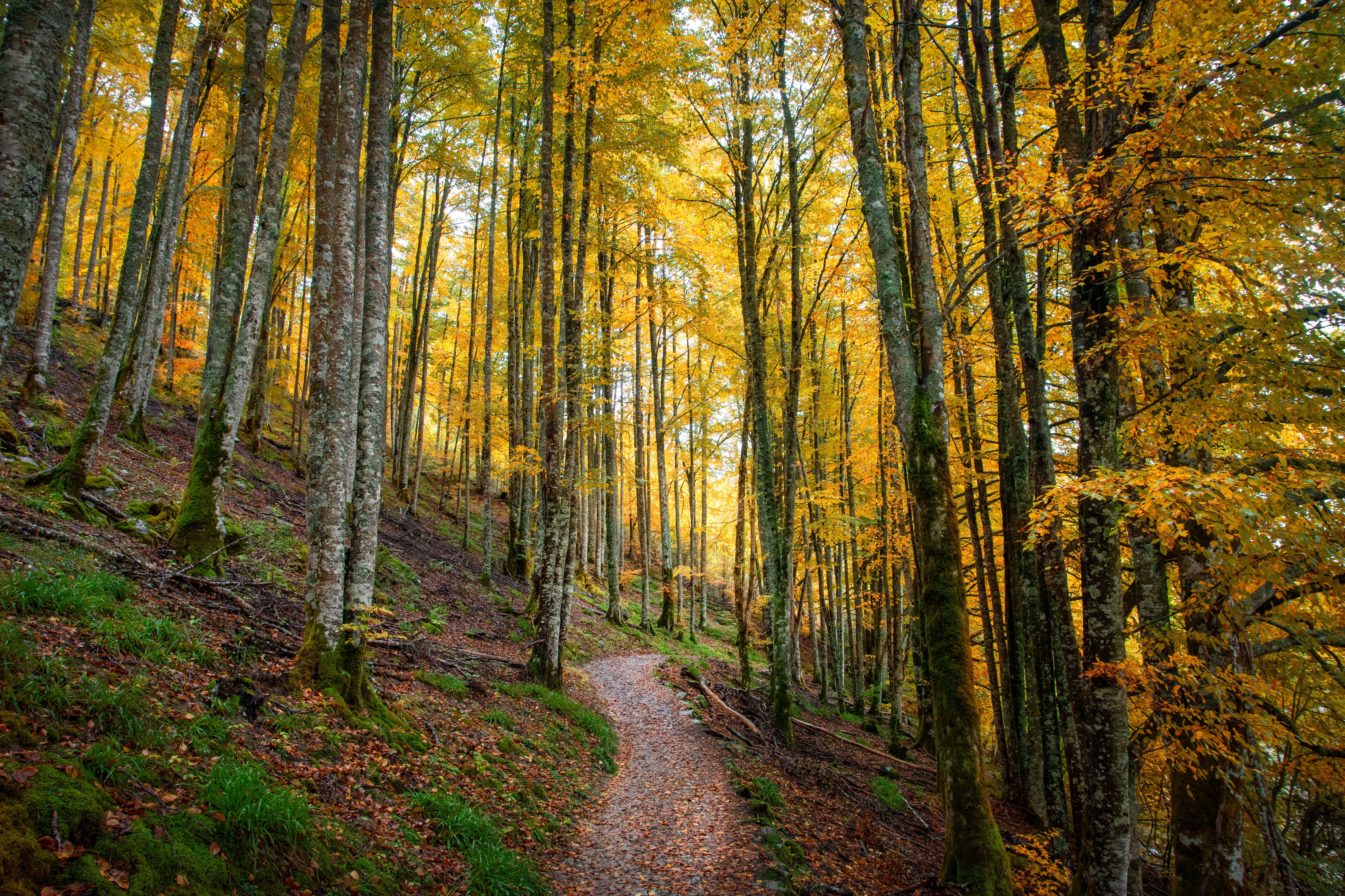 The Irati forest, located in Navarra, is a deciduous forest of immense beauty, one of the largest in Europe.