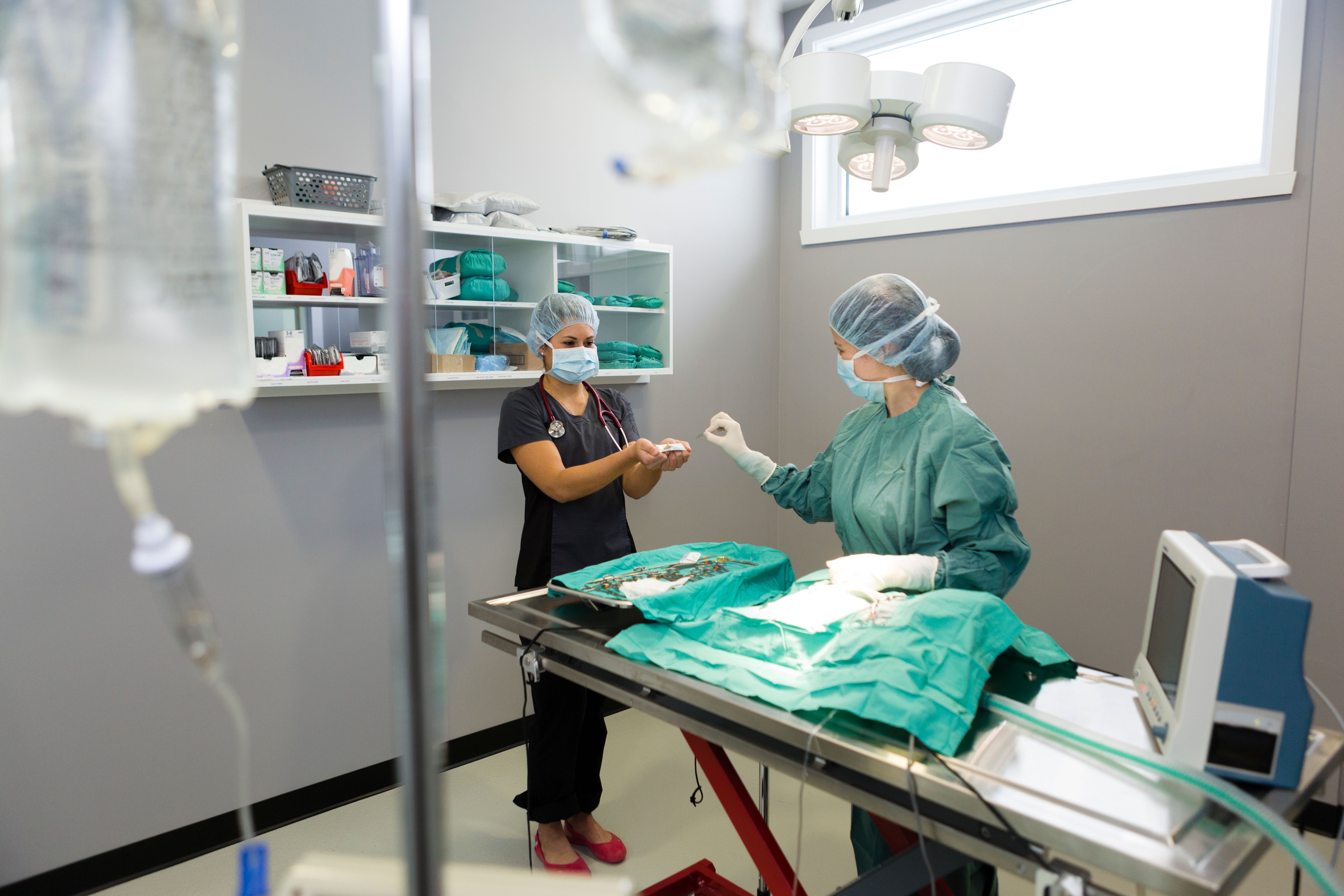 Vet Surgeon in Action Vet Surgeon in Action