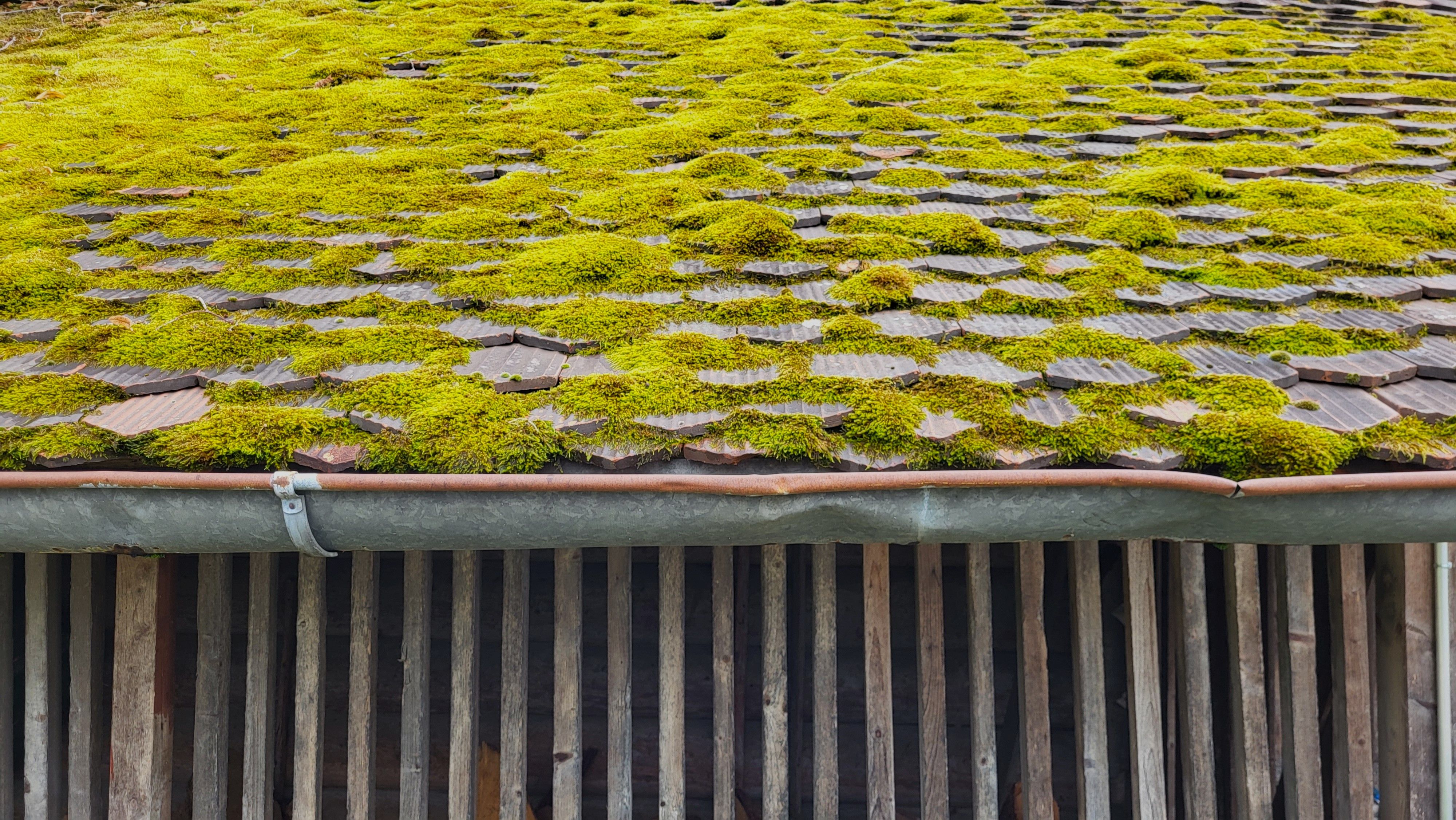 roof moss