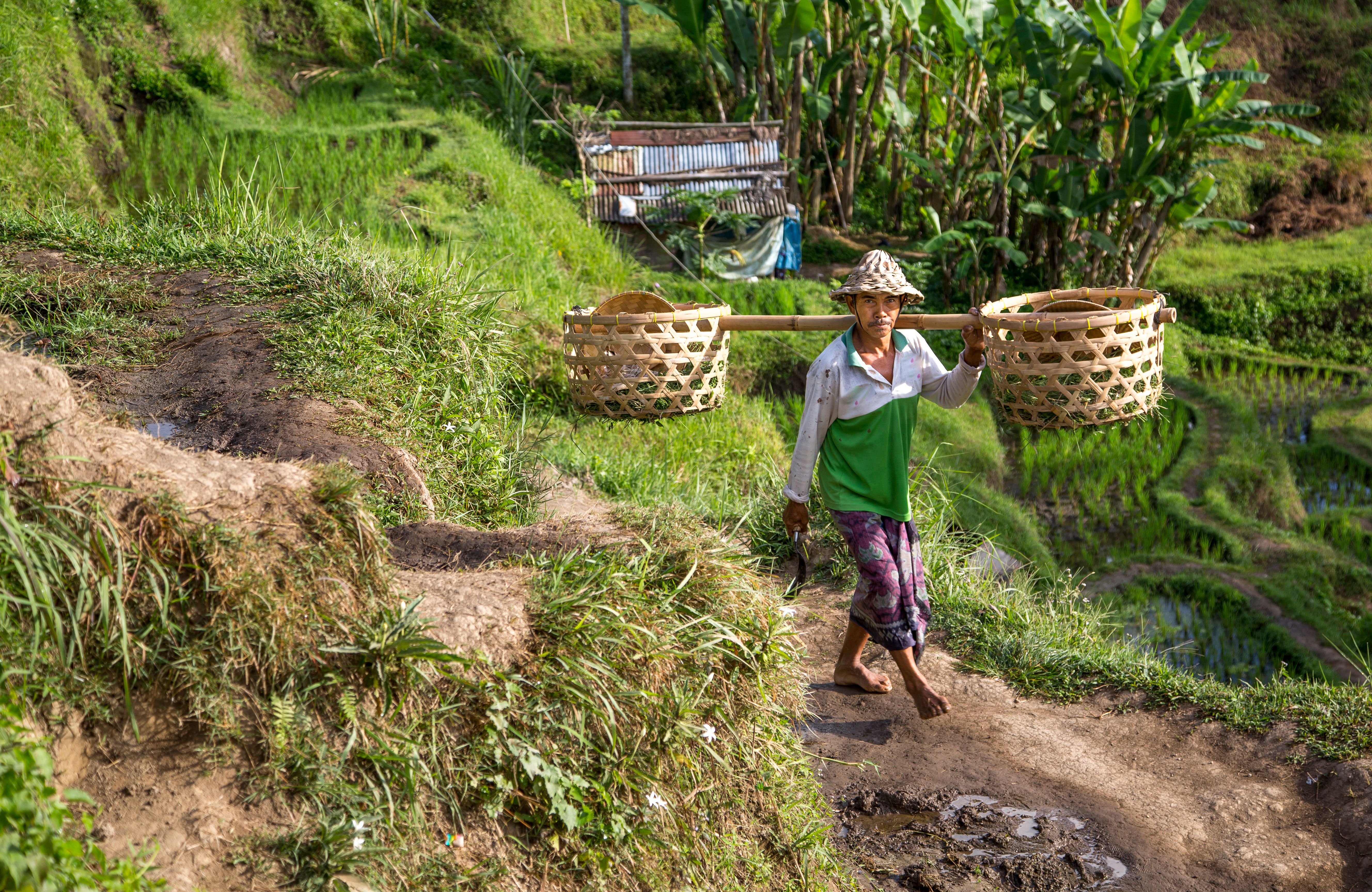 balinese rice field worker on rice field balinese rice field worker on rice field