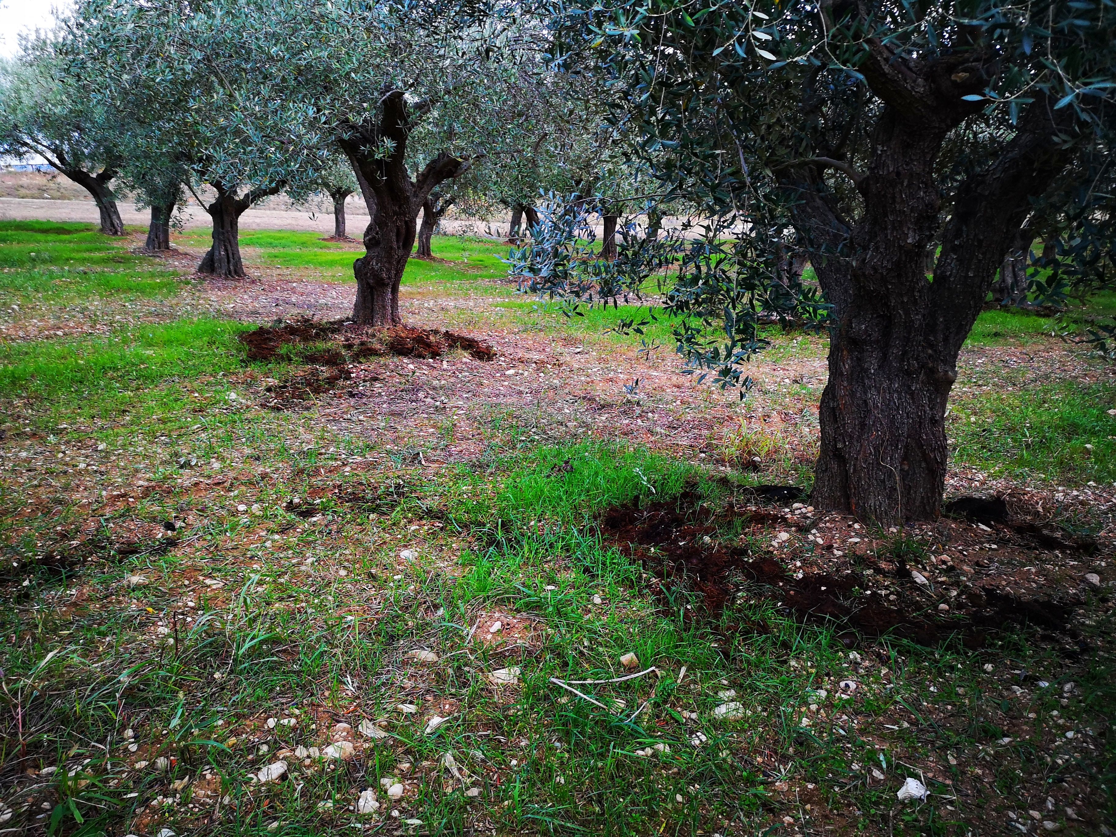 fertilizing olive trees