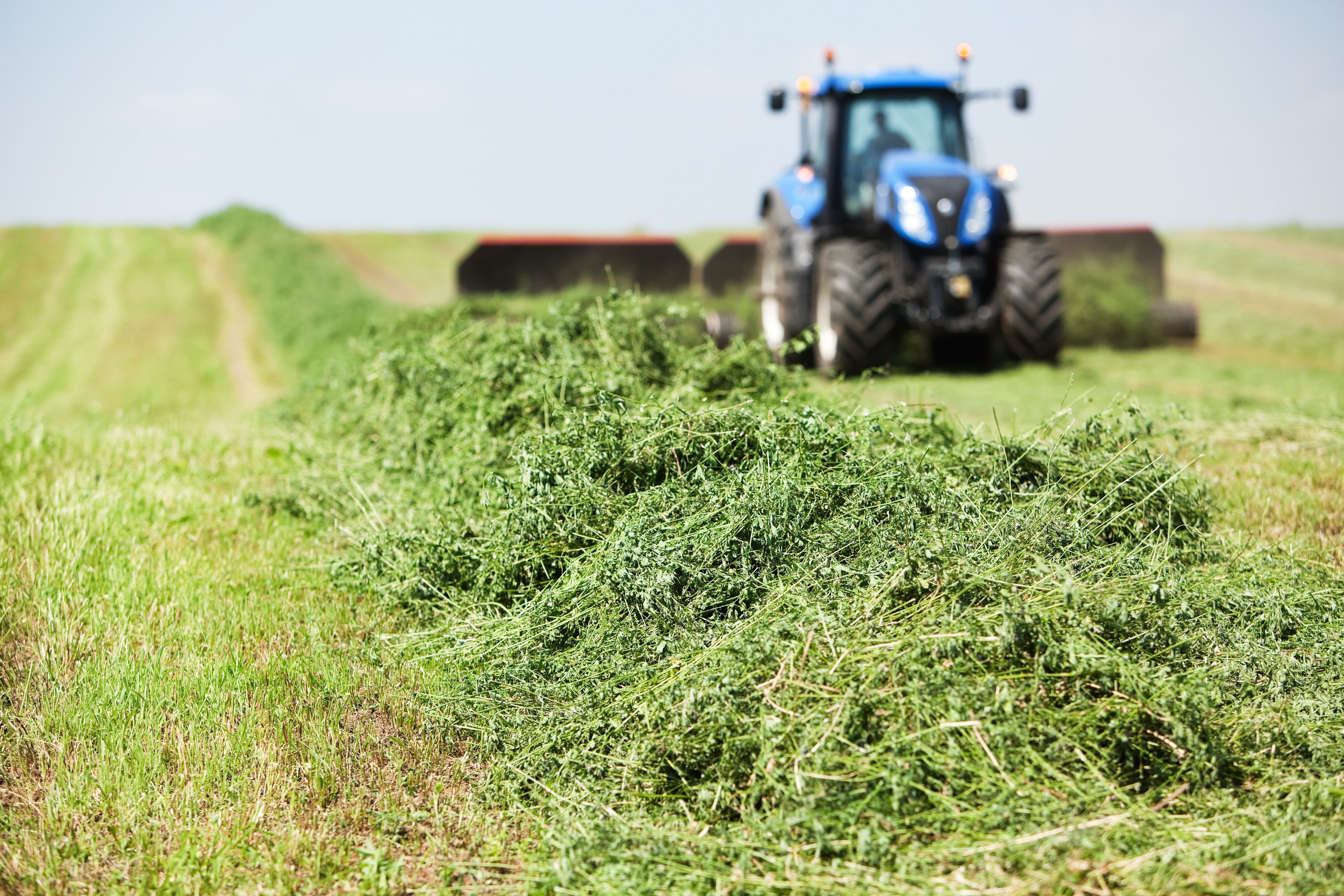 hay harvest