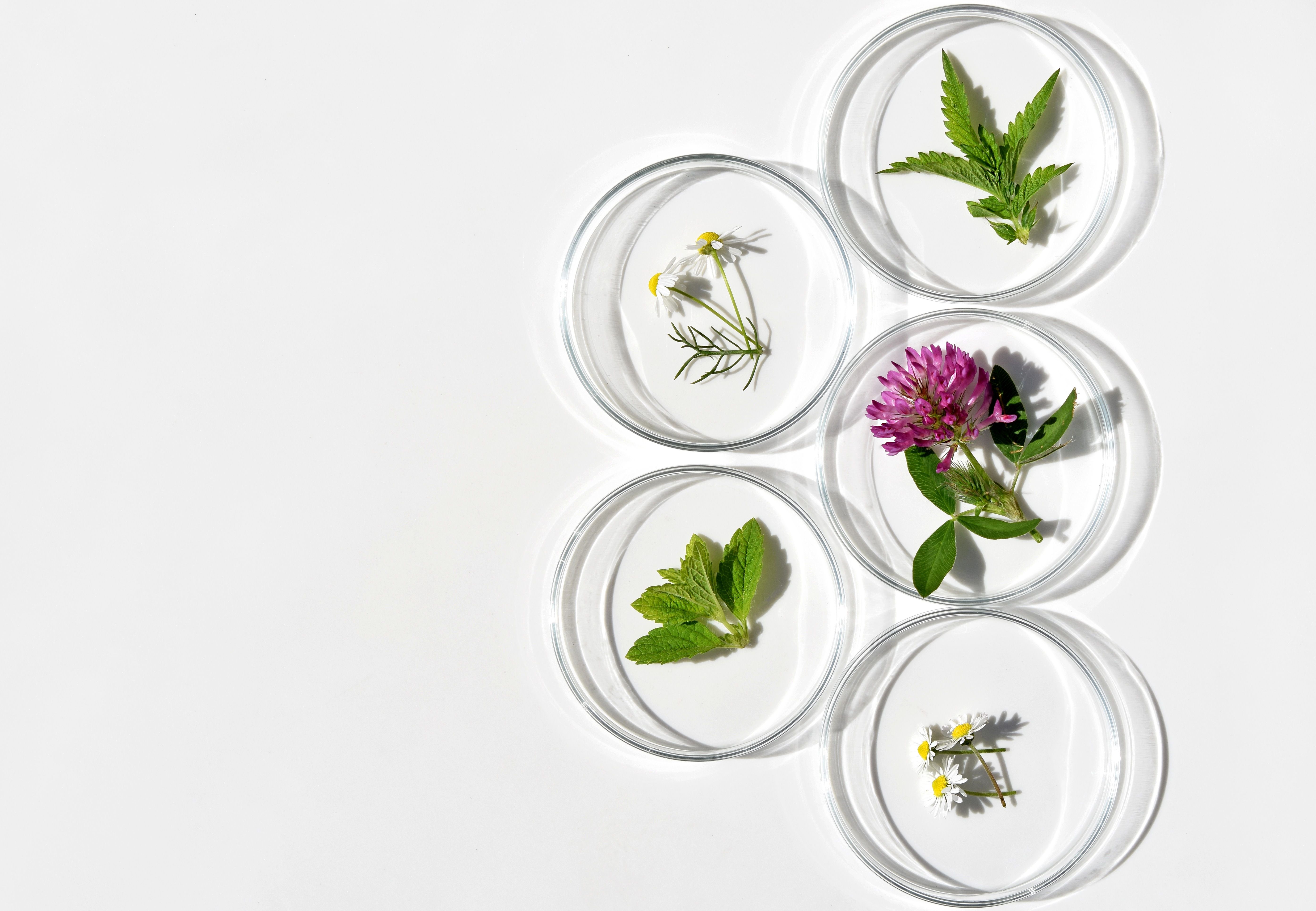 herbal ingredients