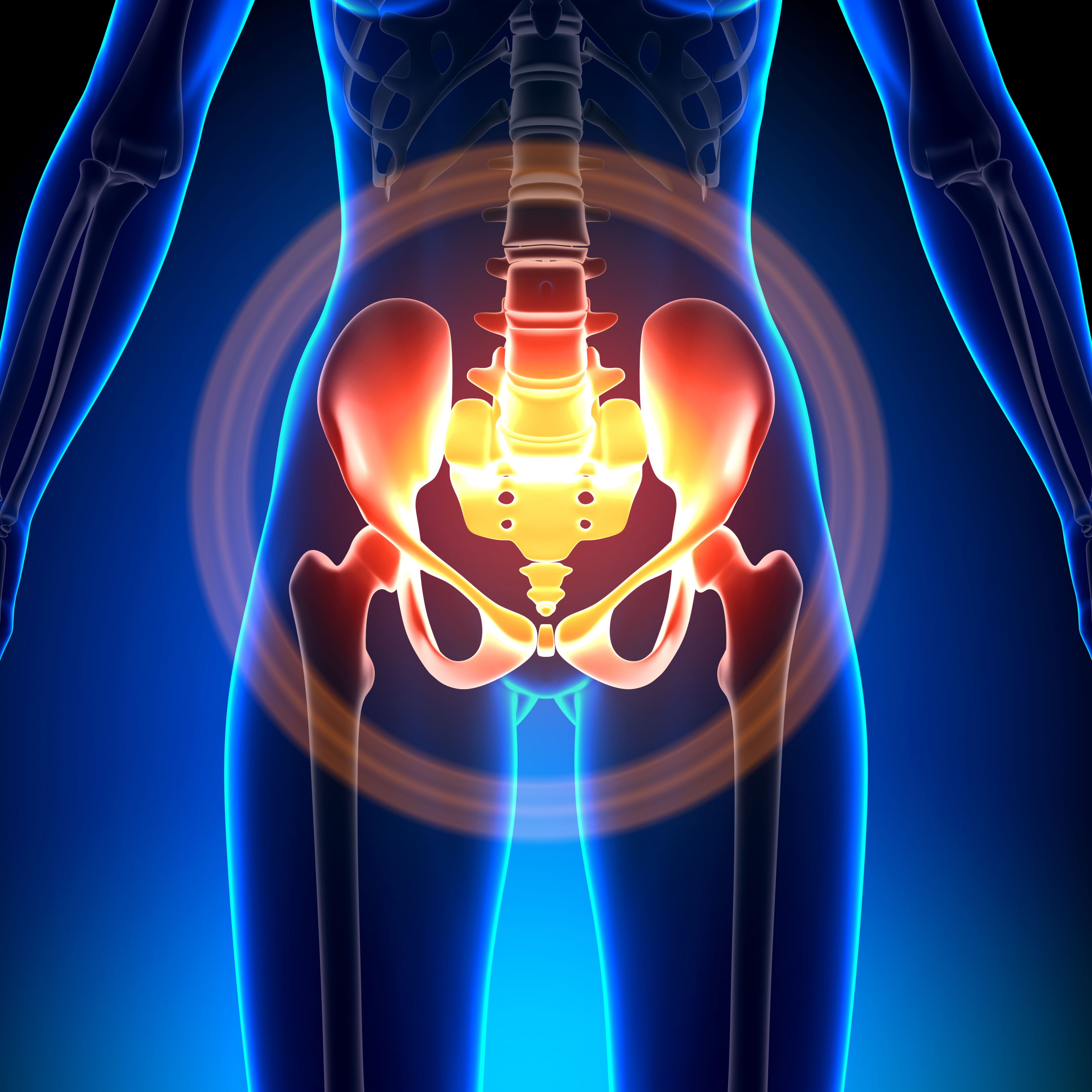 pelvic health anatomy