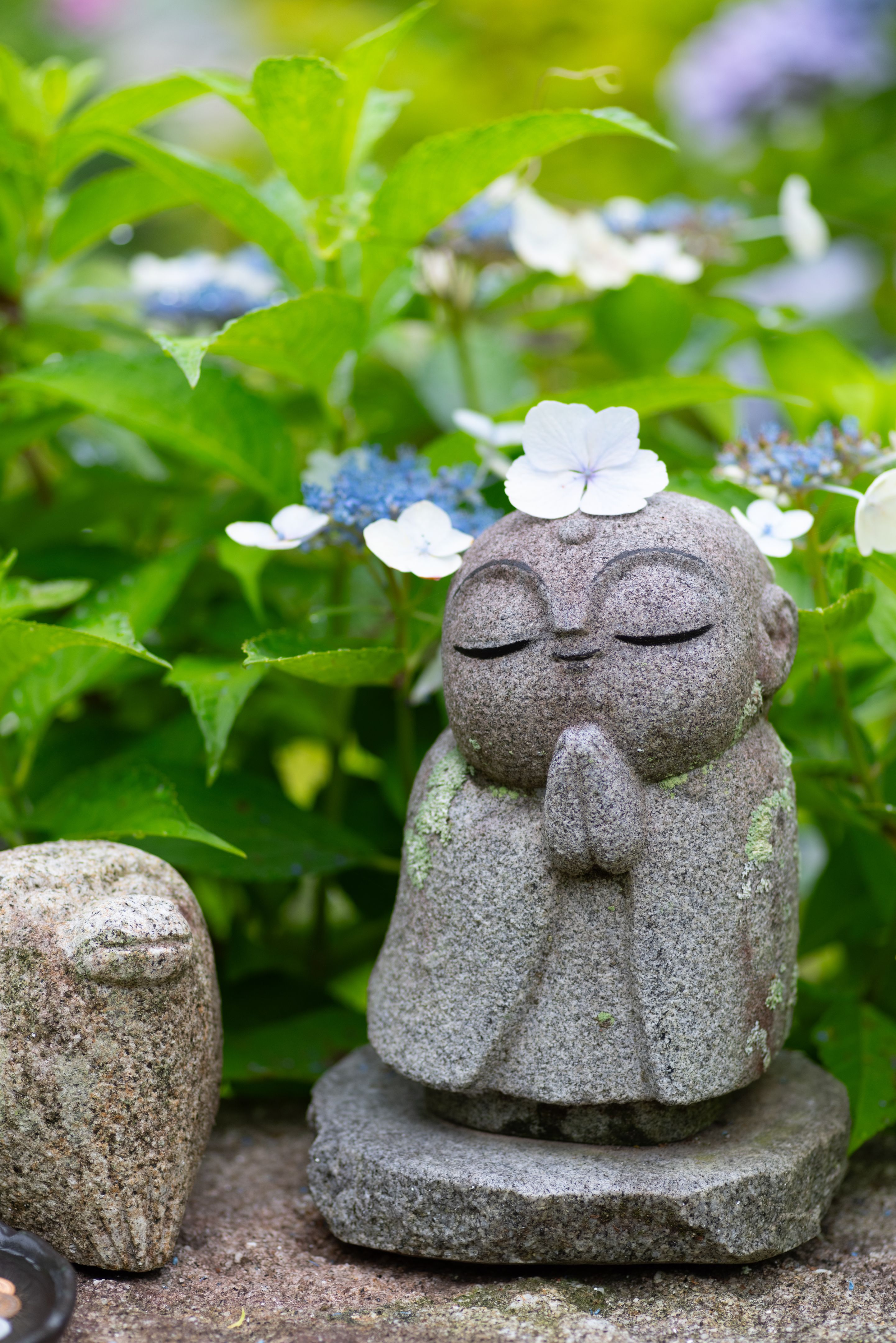 Photographing rain-wet hydrangeas with a macro lens