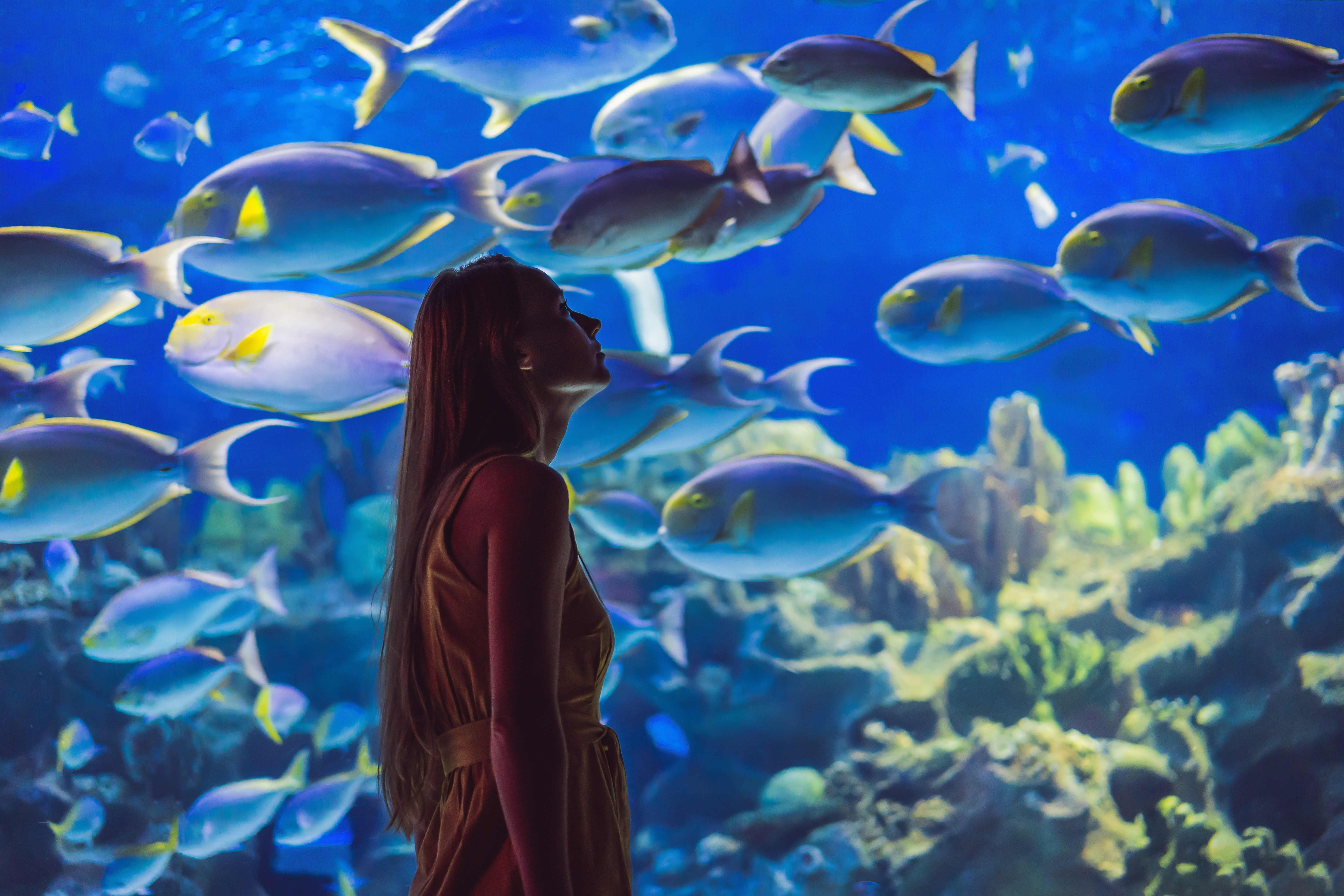 Young woman touches a stingray fish in an oceanarium tunnel
