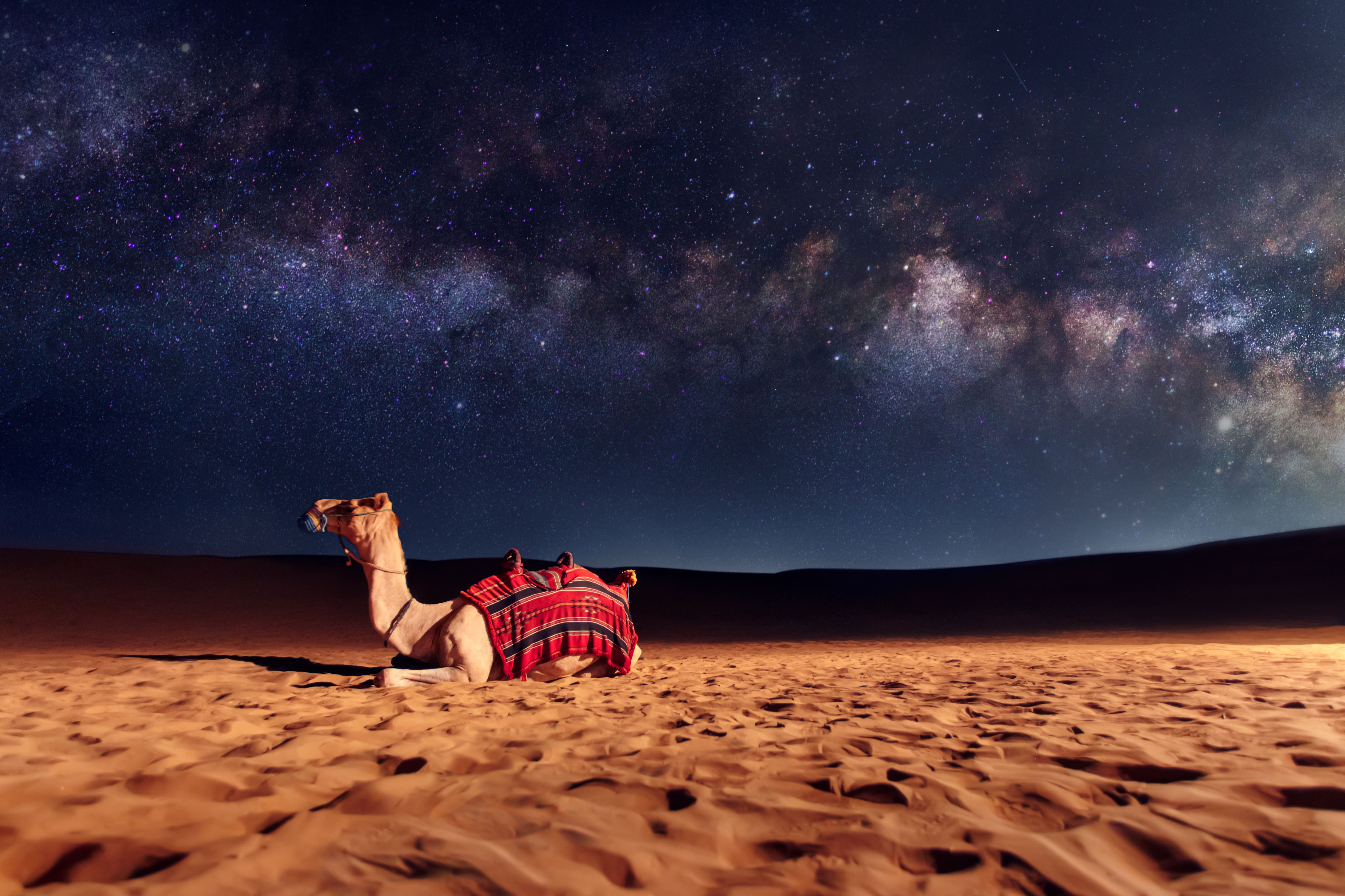 Camel animal is sitting on the sand dune in a desert. Milky Way galaxy and stars in the sky