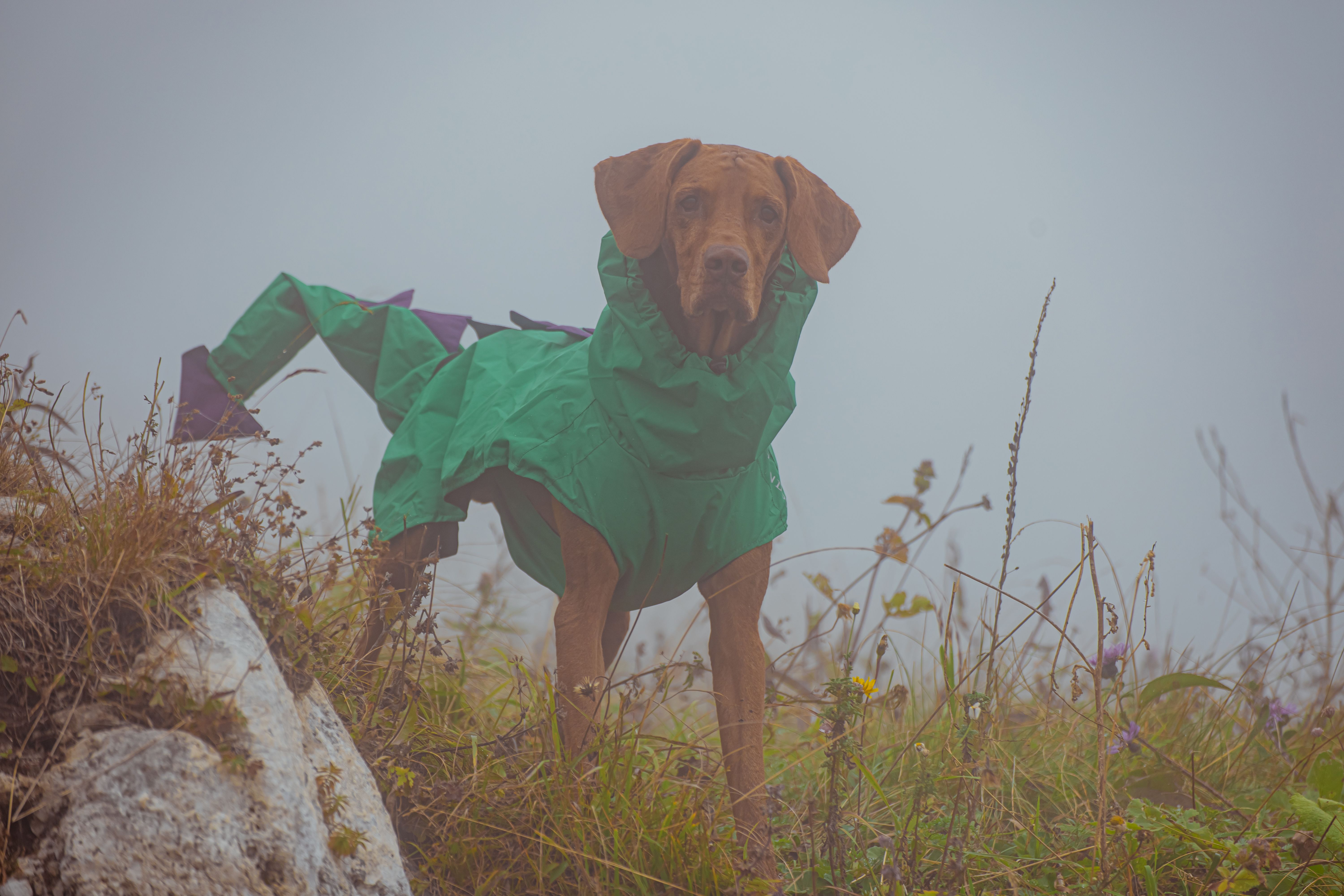 eco-friendly dog fashion