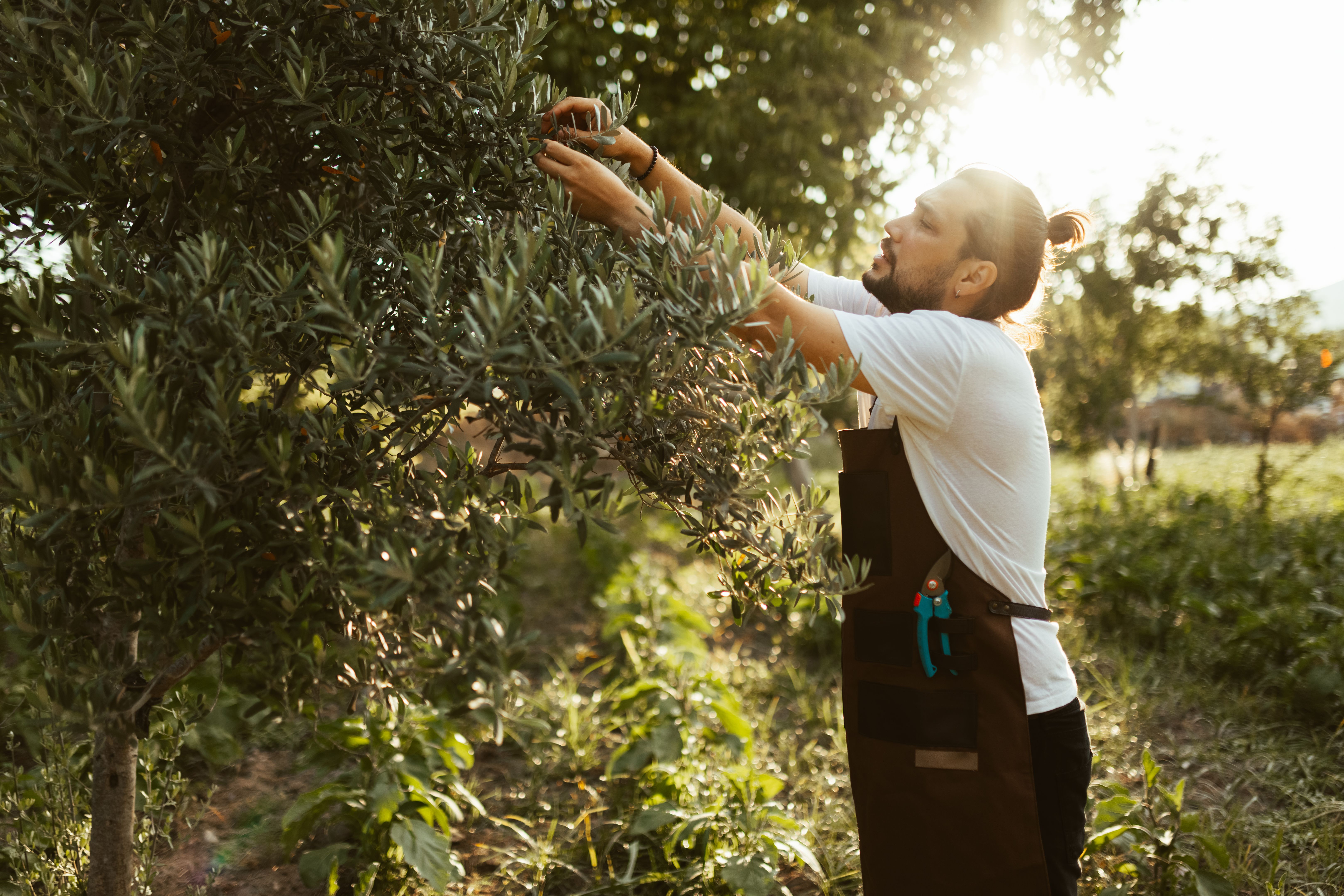 local olive producer