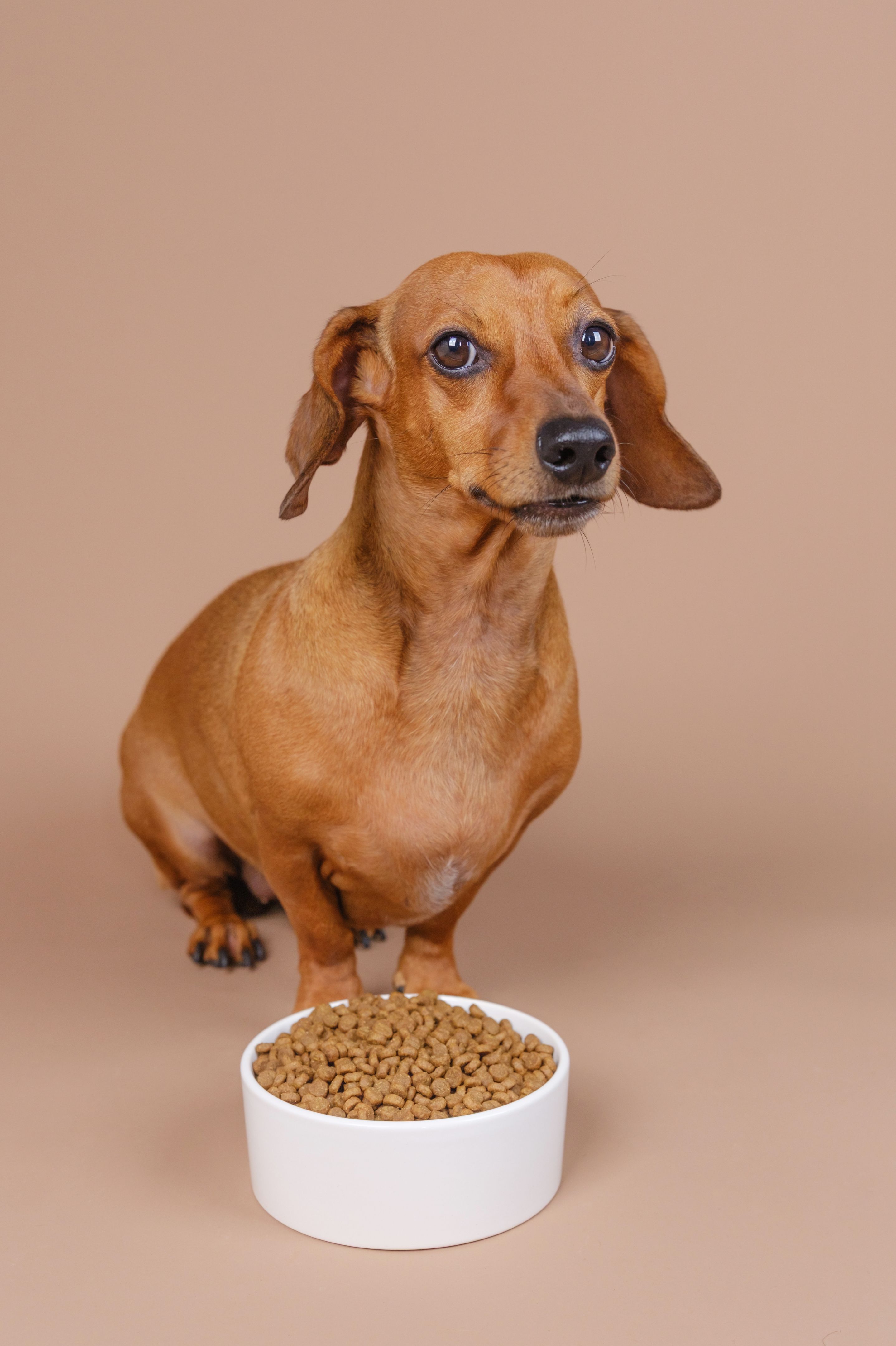 pet nutrition