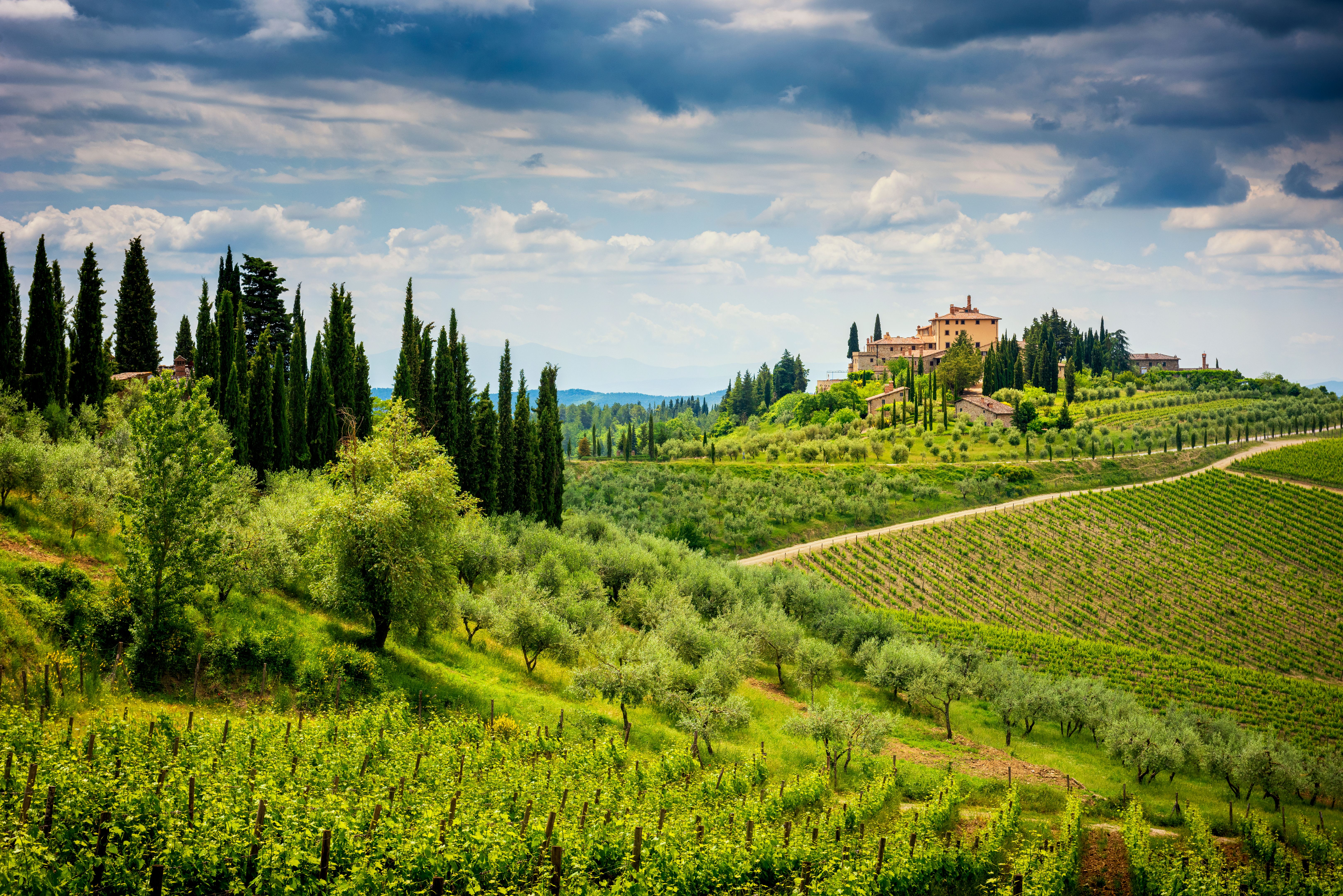 chianti vineyard
