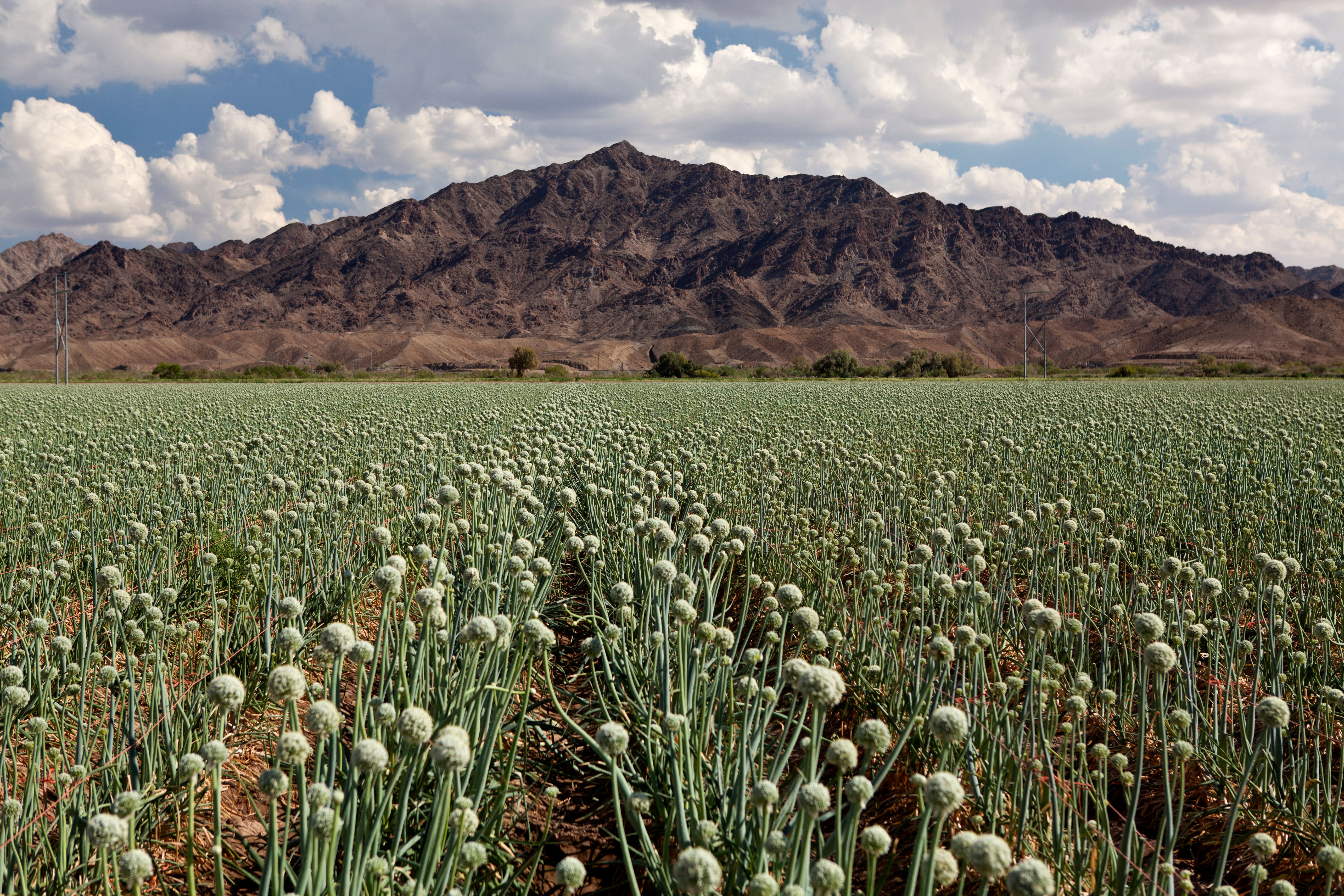 arizona farmland
