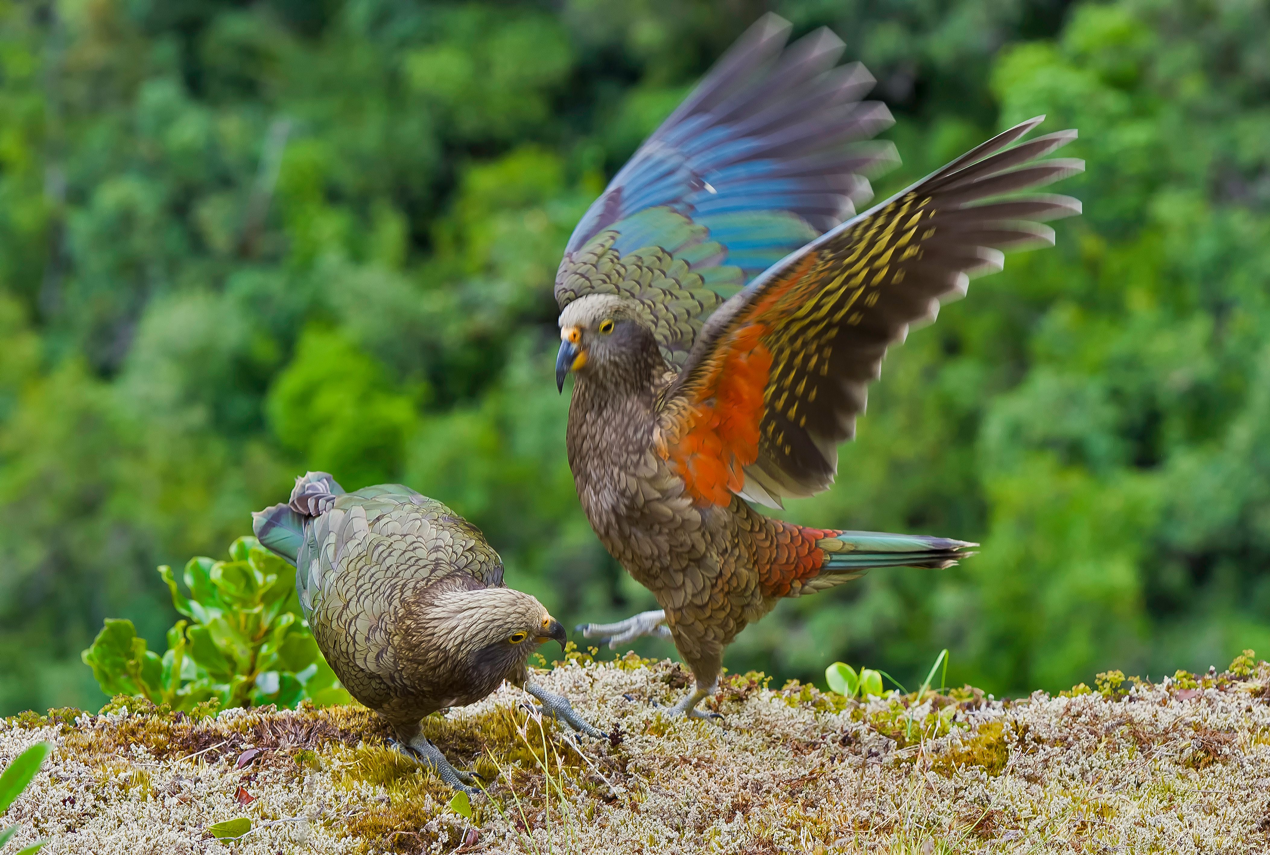 new zealand bird garden
