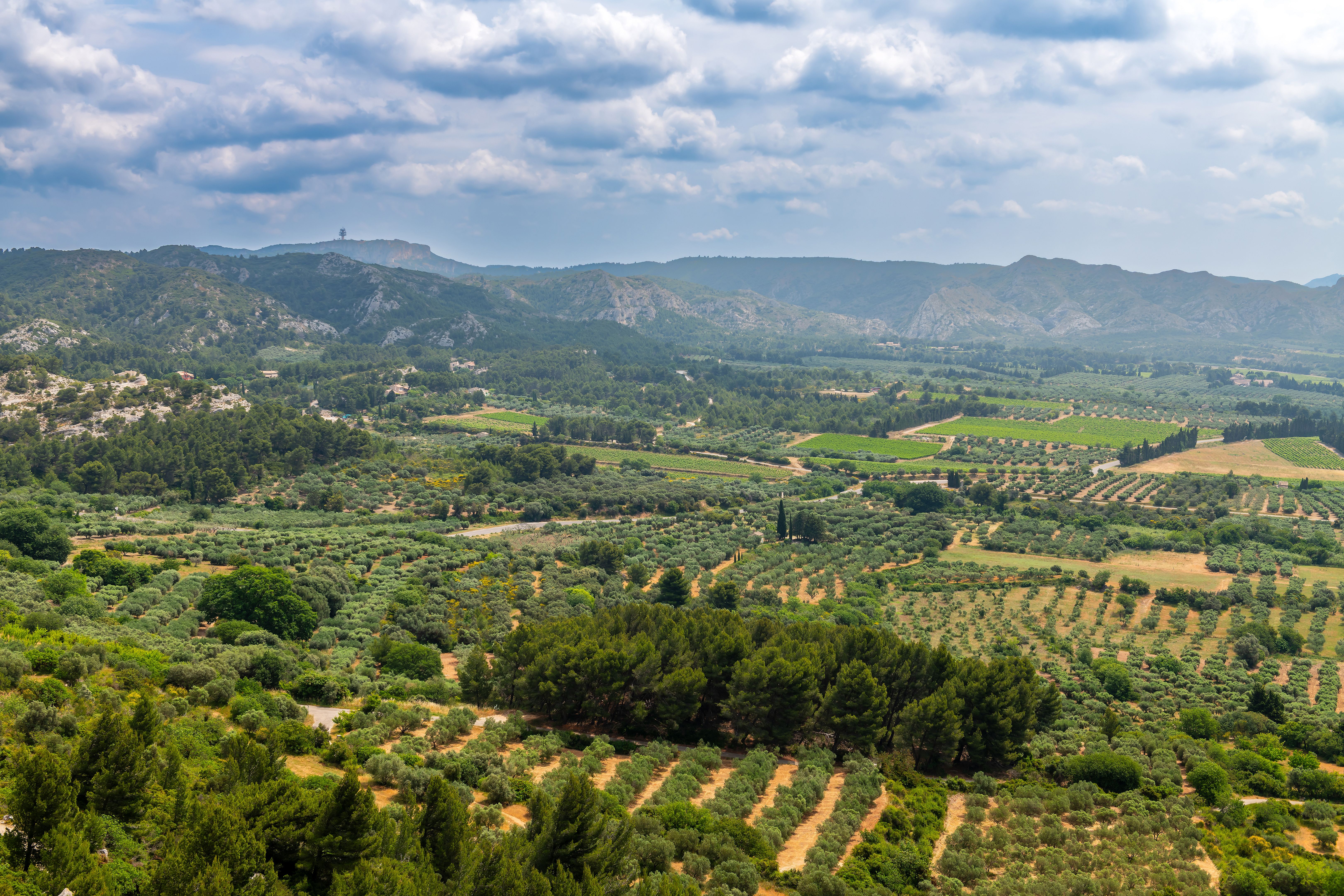 olive orchard