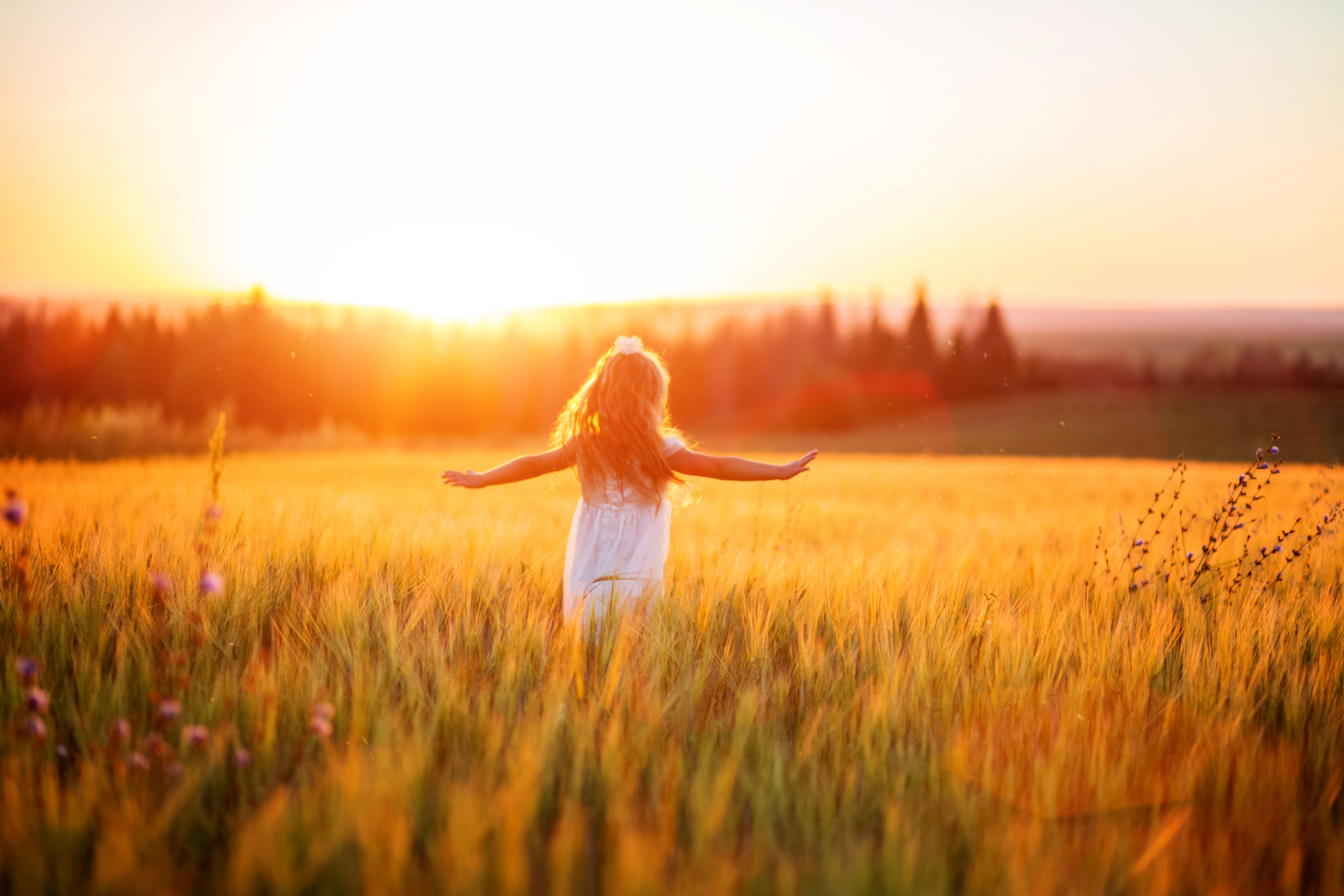 Little girl in white dress in field at sunset Little girl in white dress in field at sunset