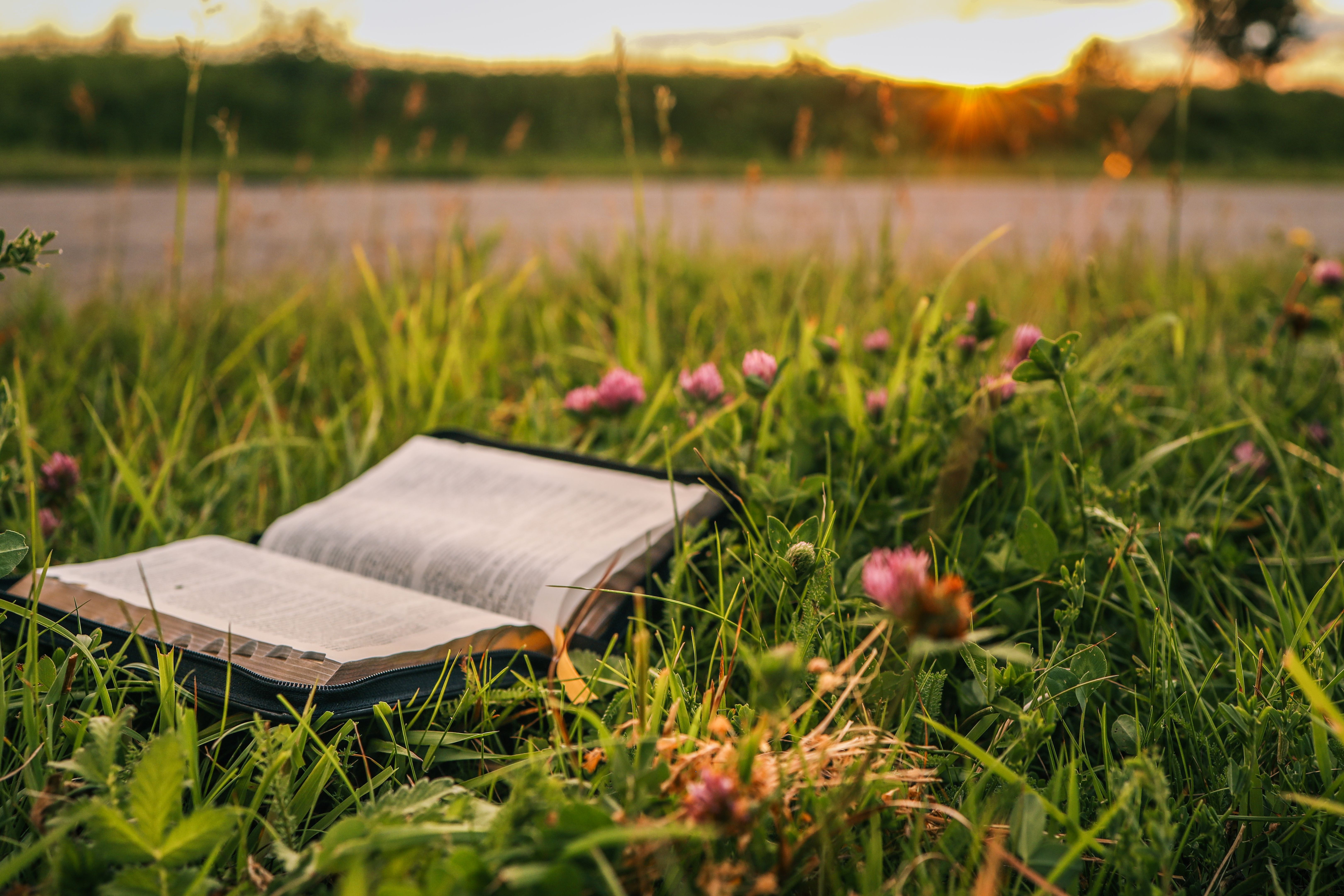 Open Bible resting in green grass with blooming pink clover flowers during golden hour sunset, evoking a peaceful and spiritual atmosphere in nature