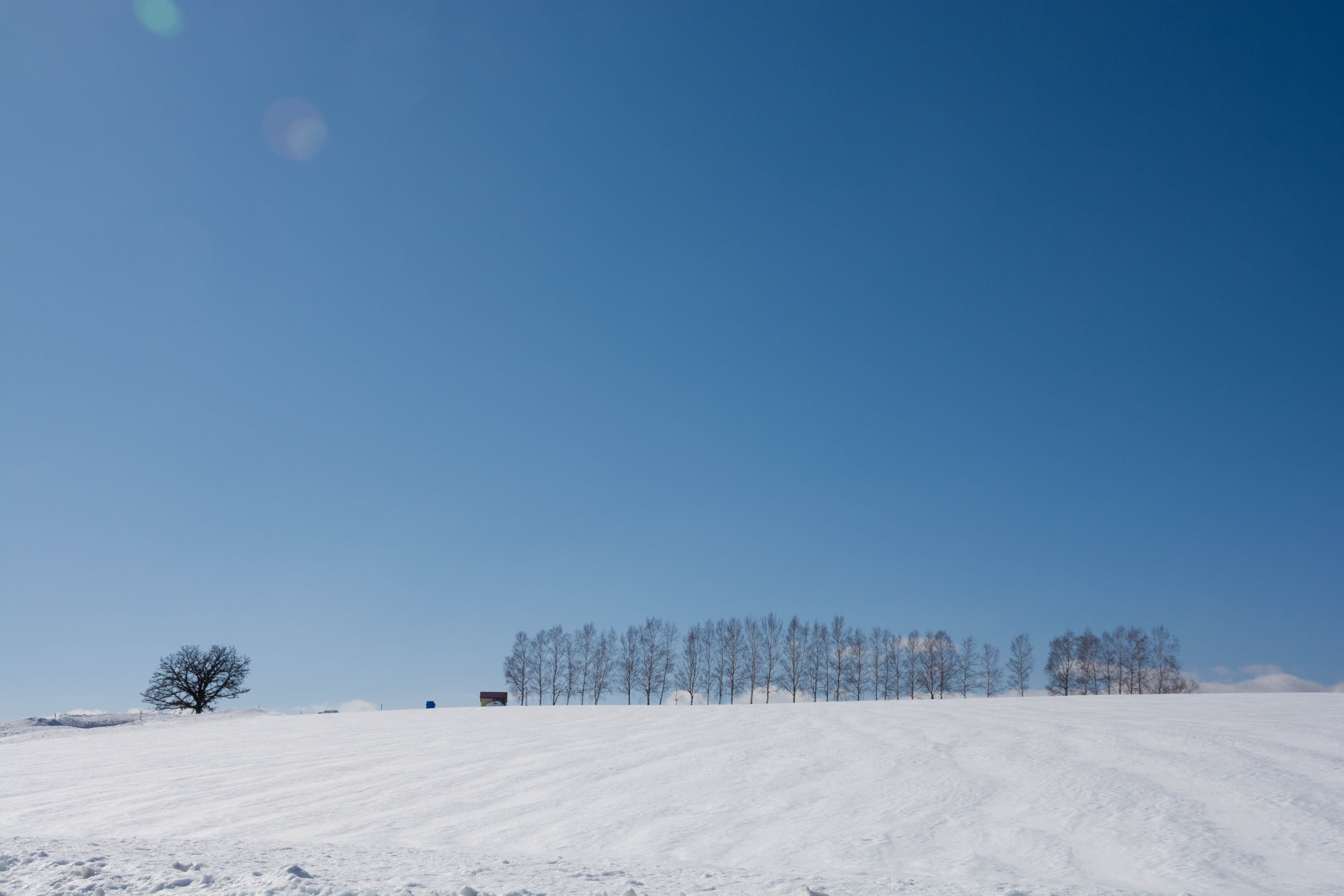 Spring snowfield and birch trees with blue sky Spring snowfield and birch trees with blue sky