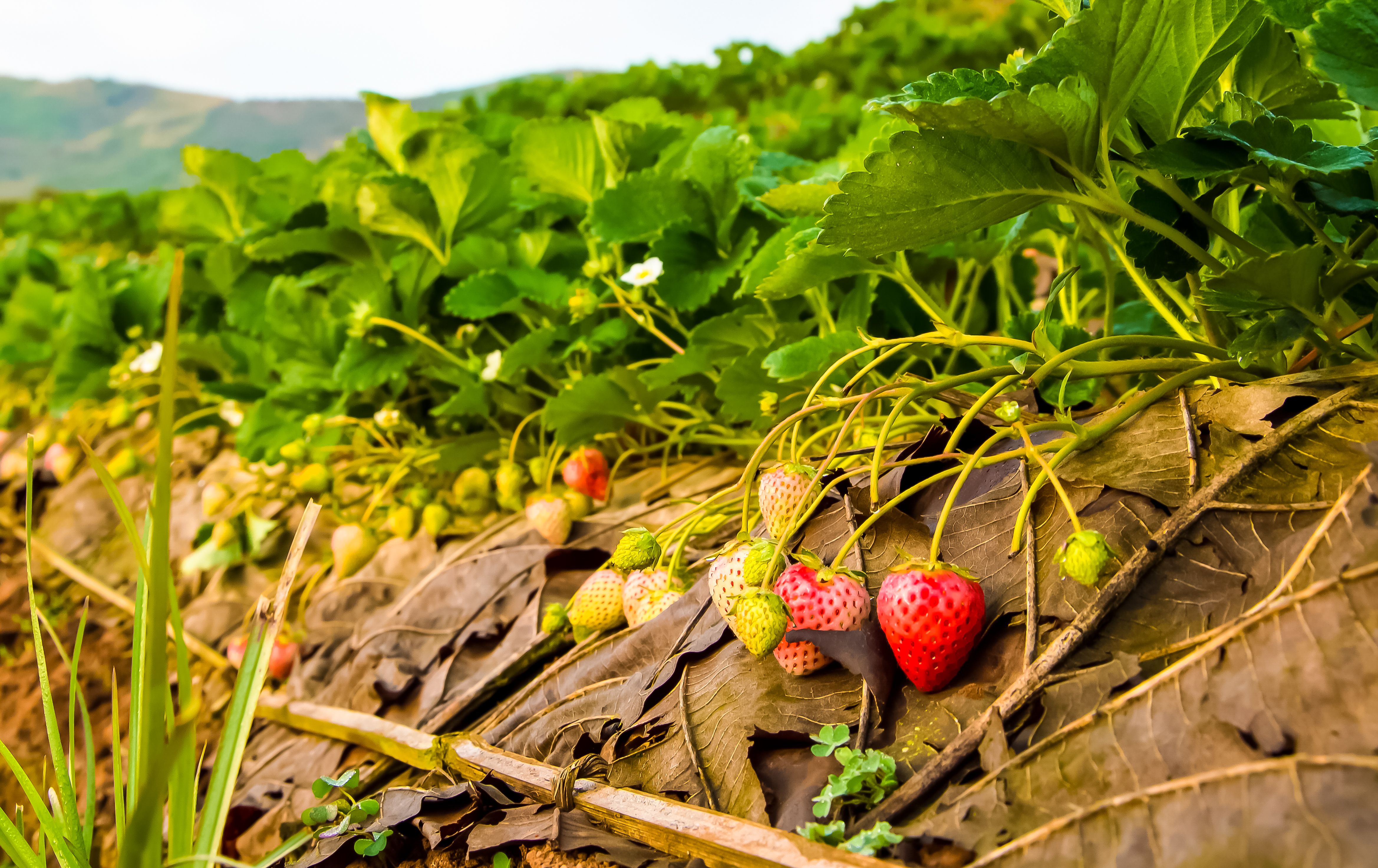 strawberry field robot