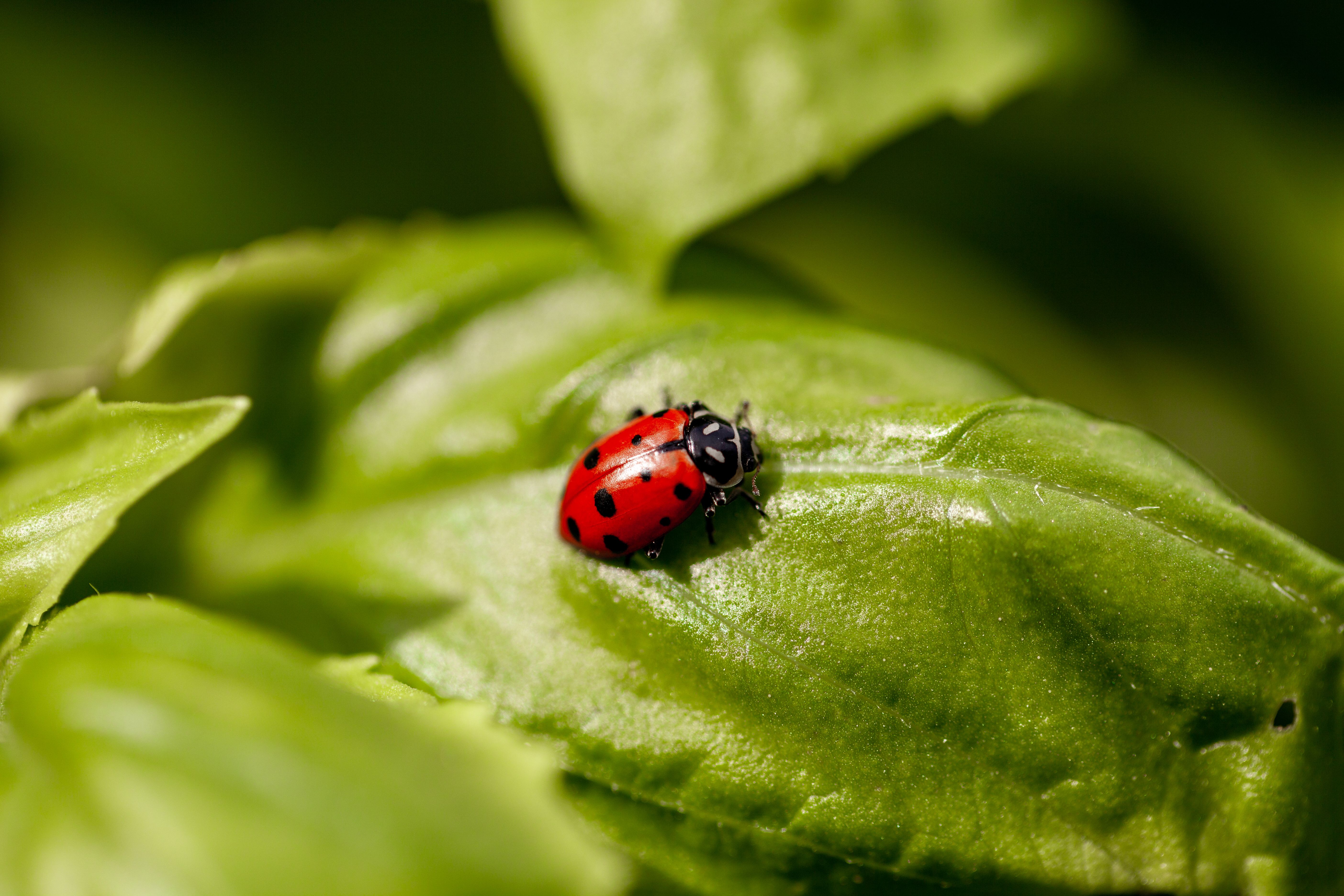 beneficial insects 