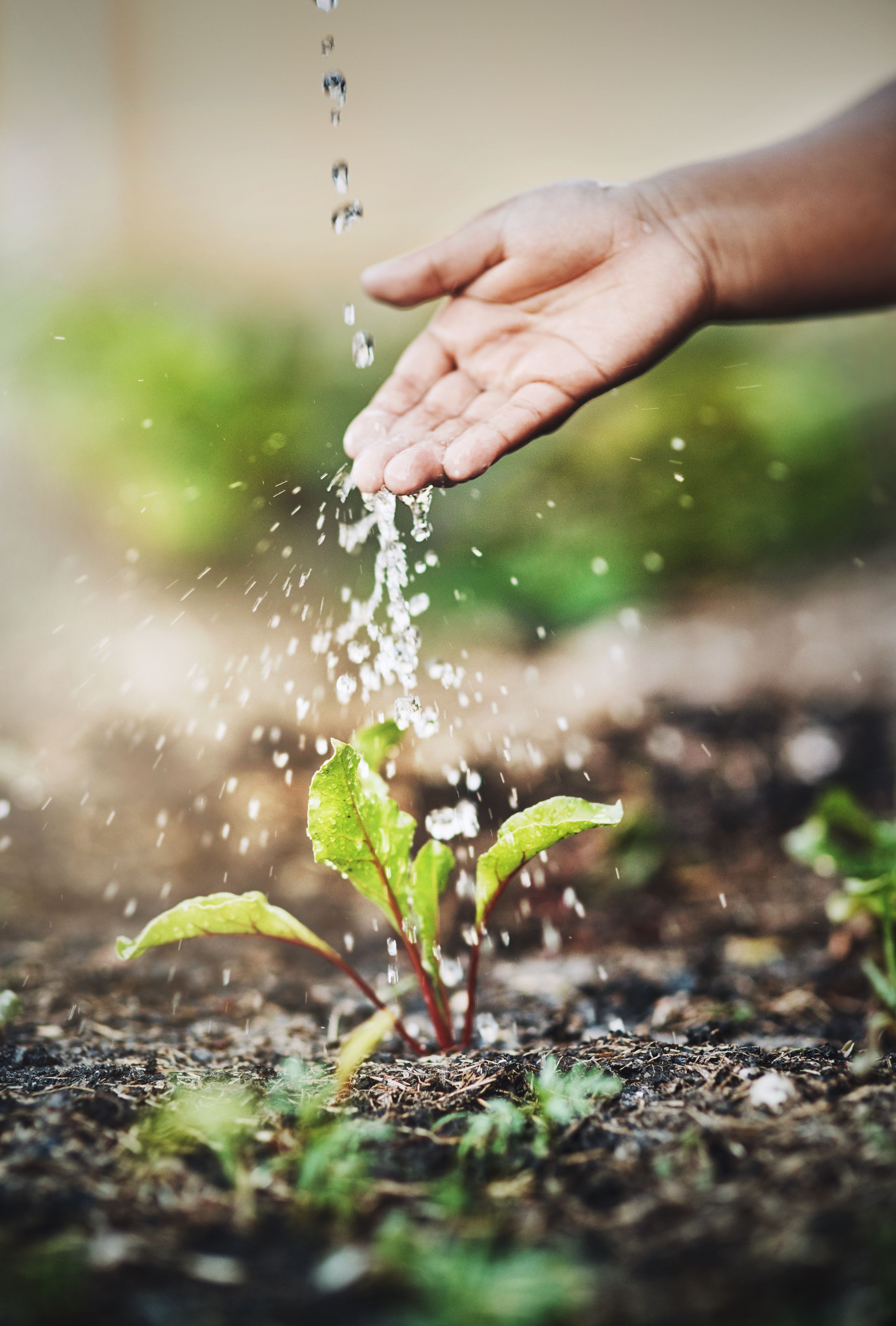 watering plants