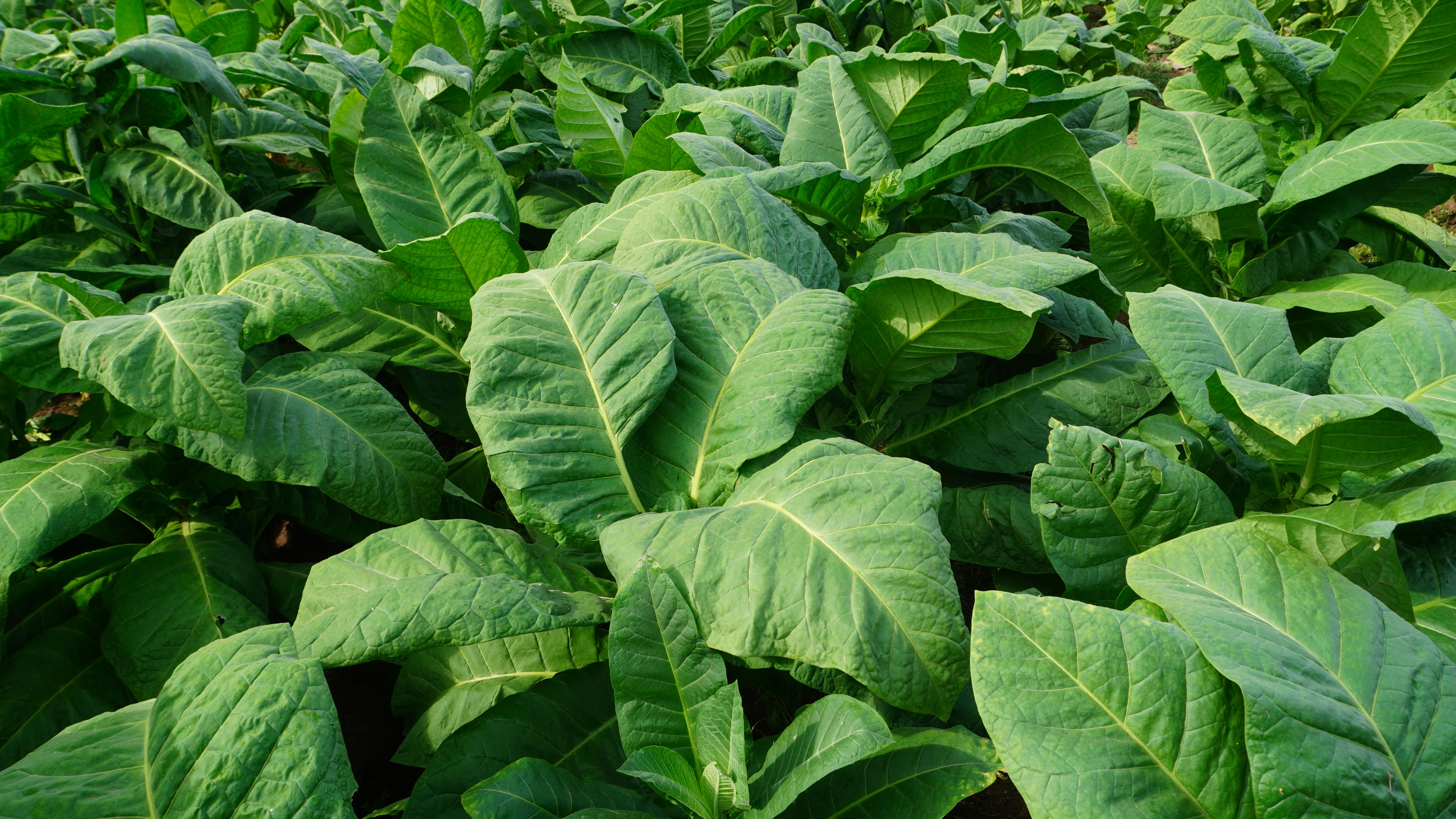 organic tobacco