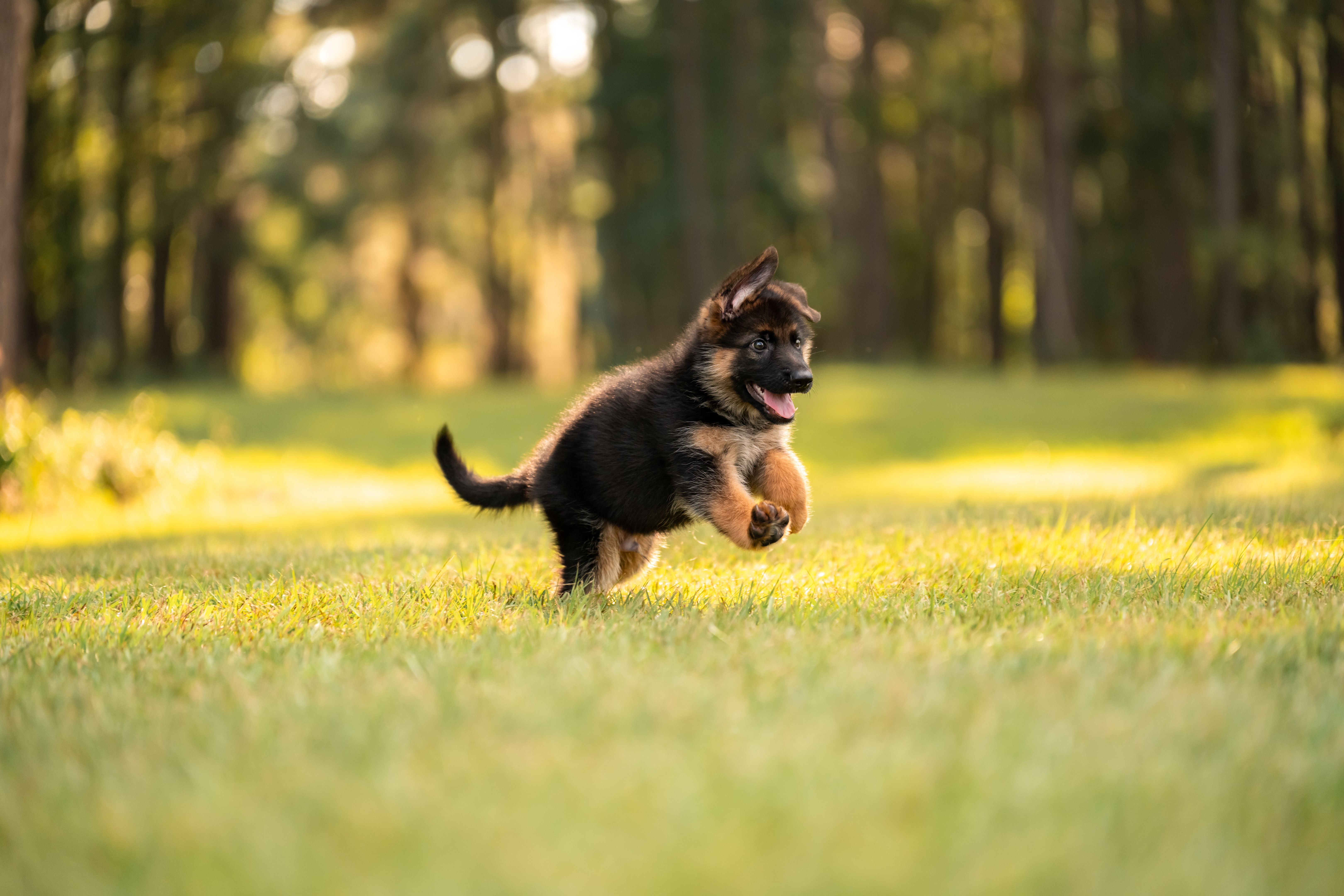 German Shepherd puppy at the park on green grass and sunny day. Playful 8 week old puppy.