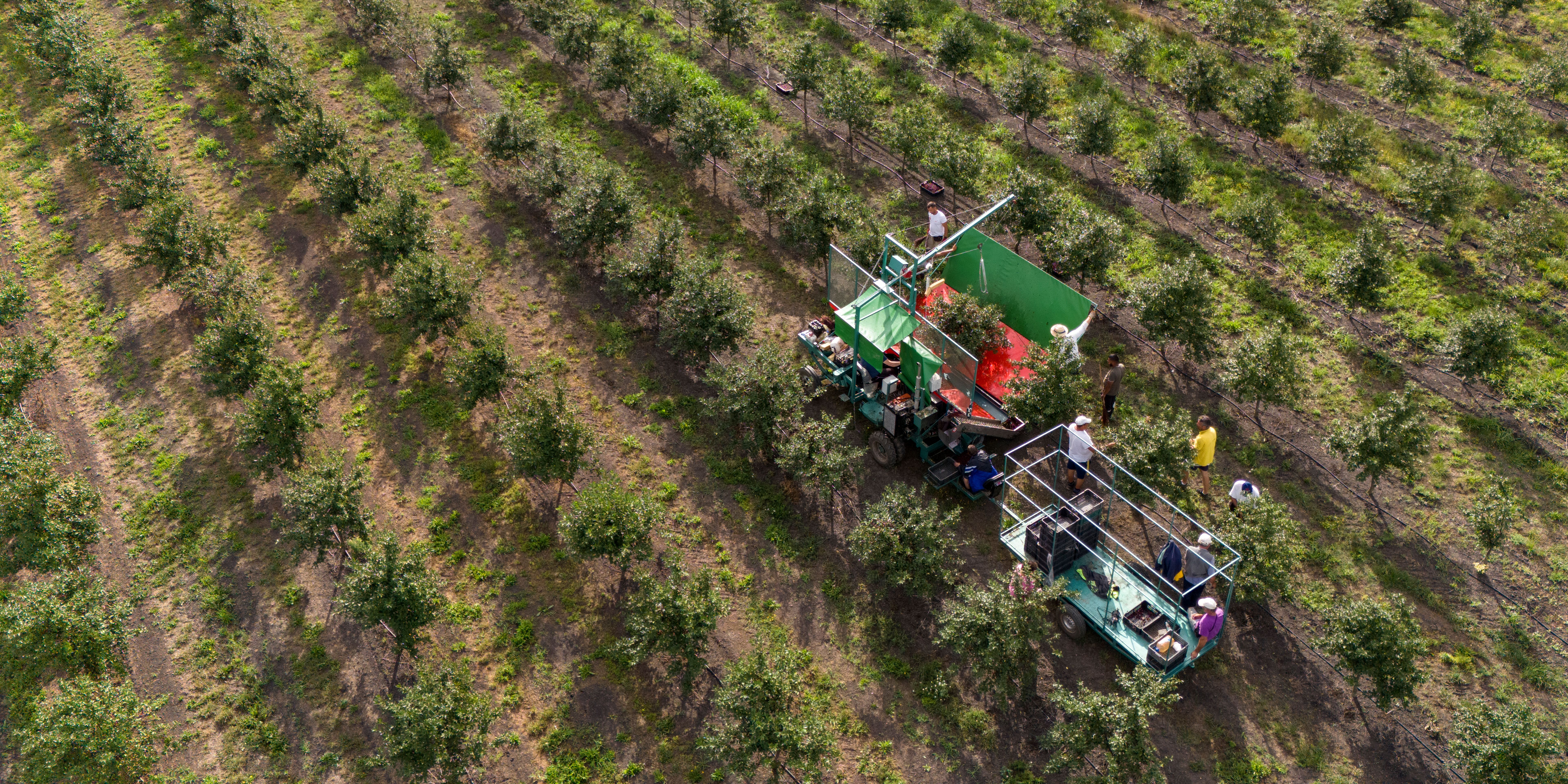 fruit picker