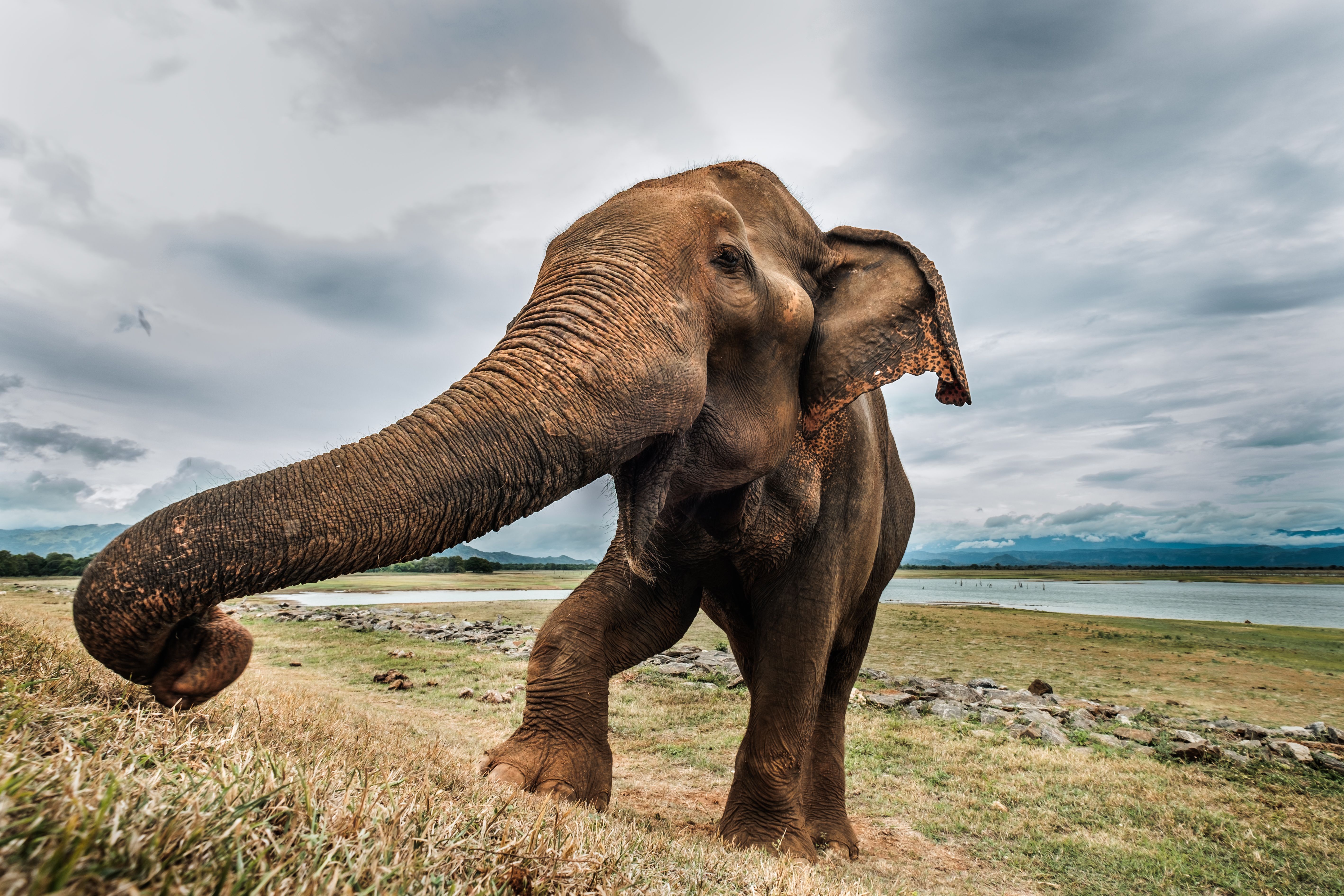 elephant in sri lanka