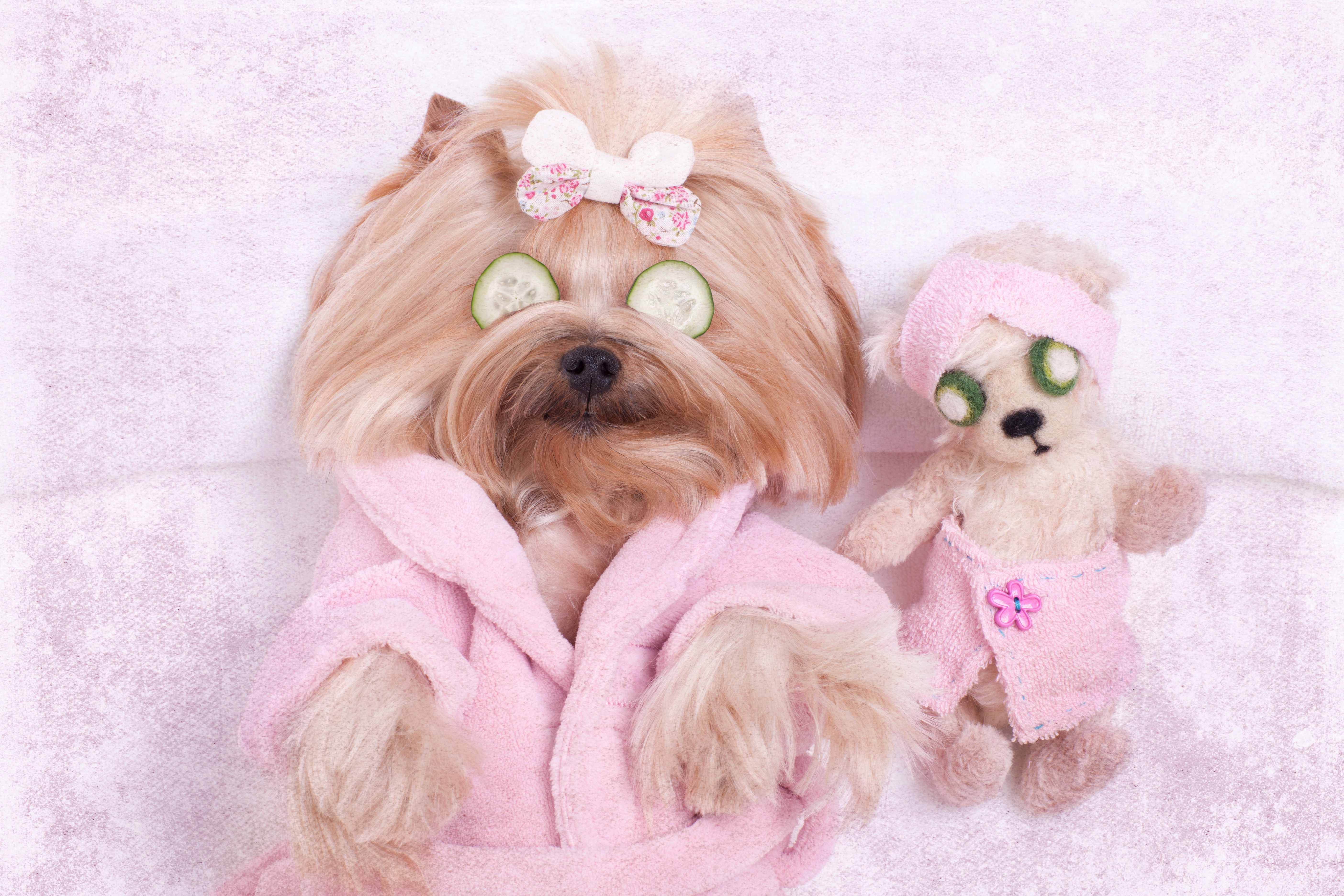Yorkie Dog and Teddy Bear Friend at the Beauty  Salon