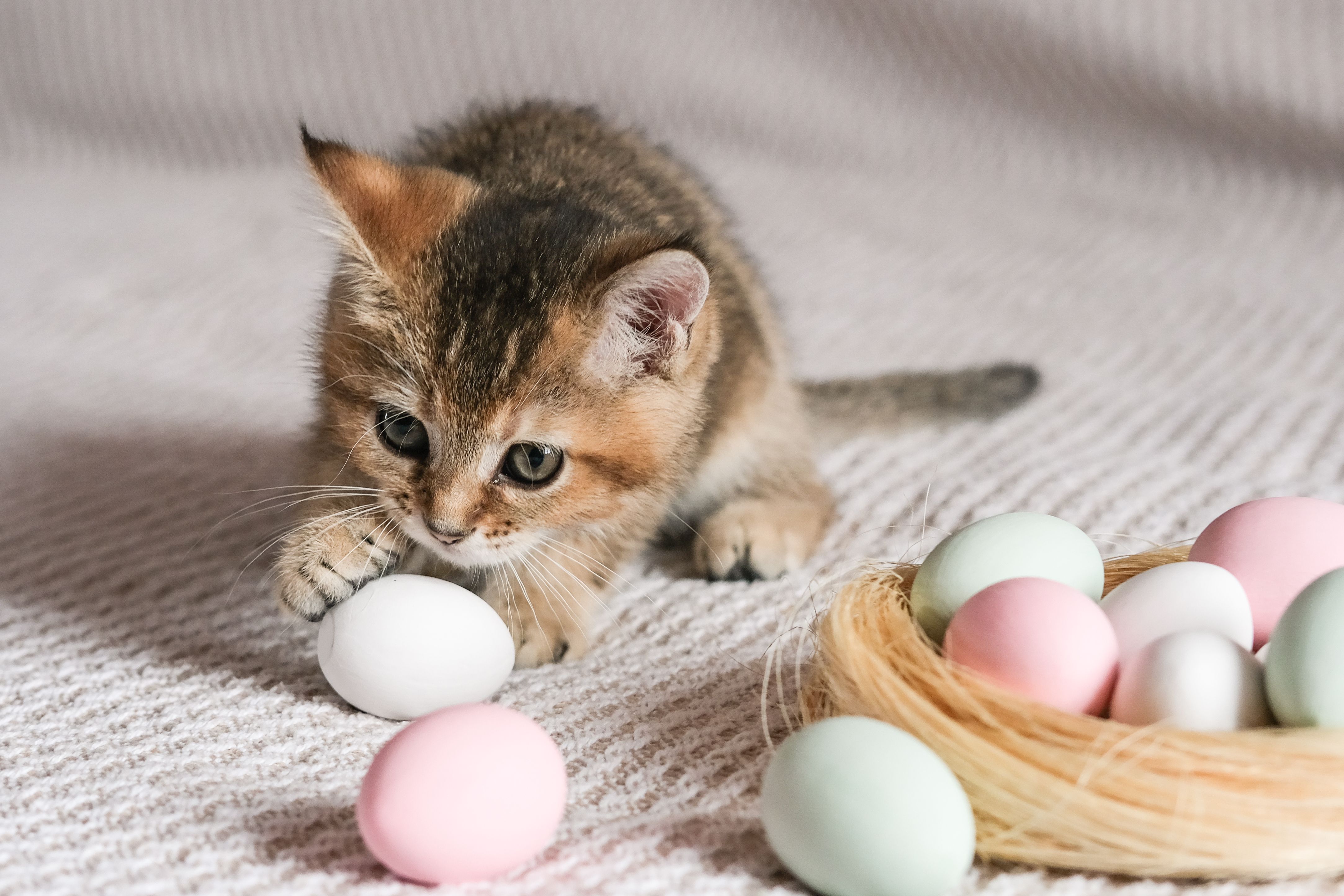 Cute kitten of the Scottish straight breed playing with Easter eggs