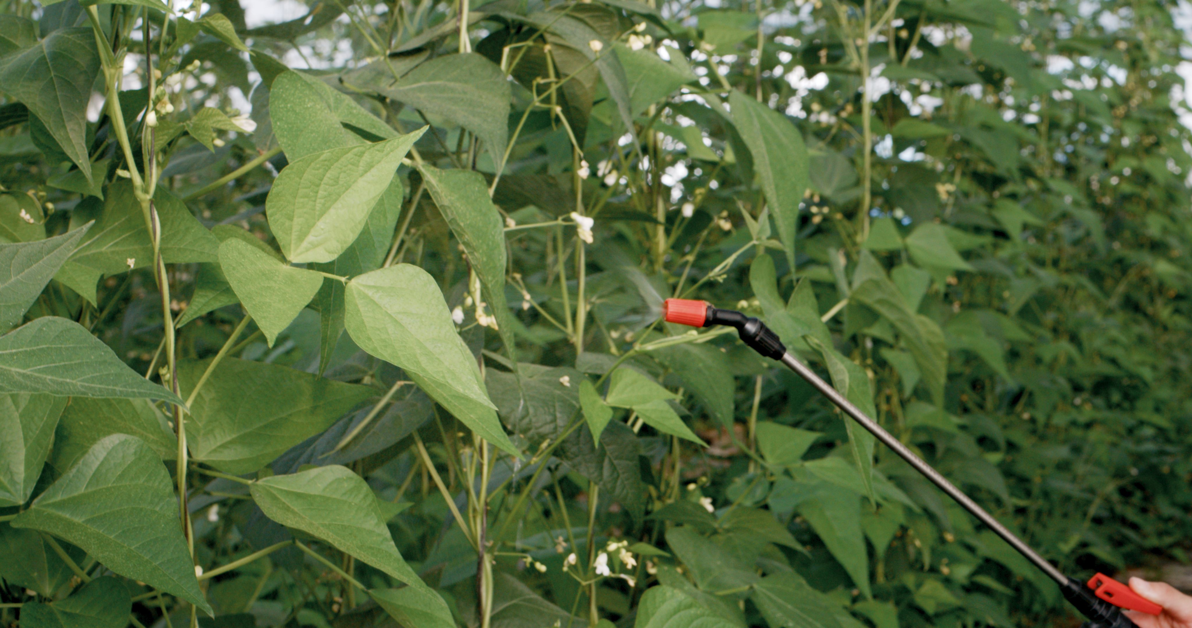 safe herbicide use