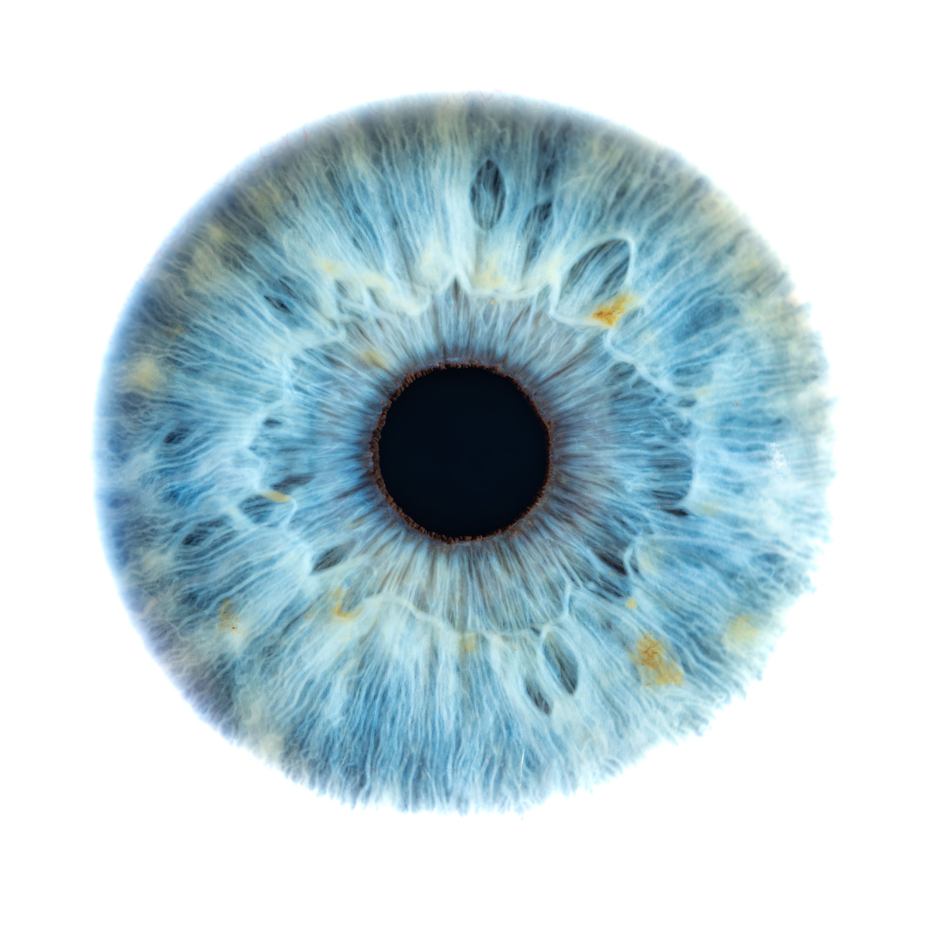 eye iris