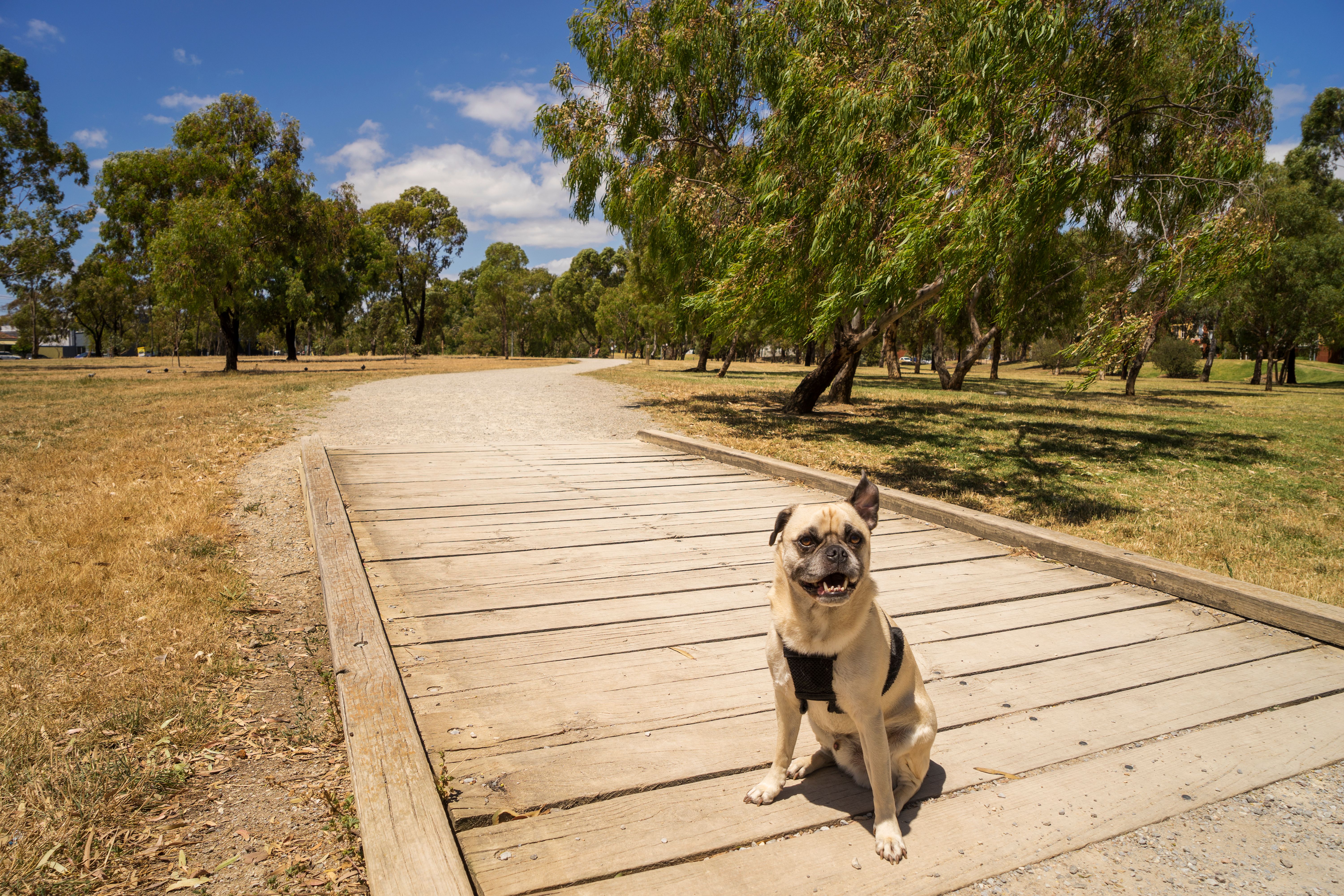 melbourne pet photography