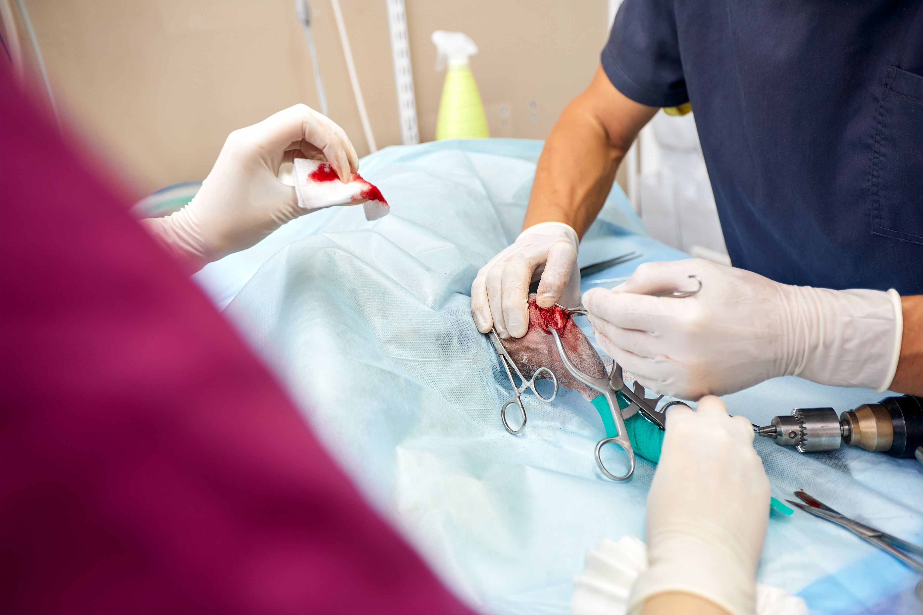 spaying neutering